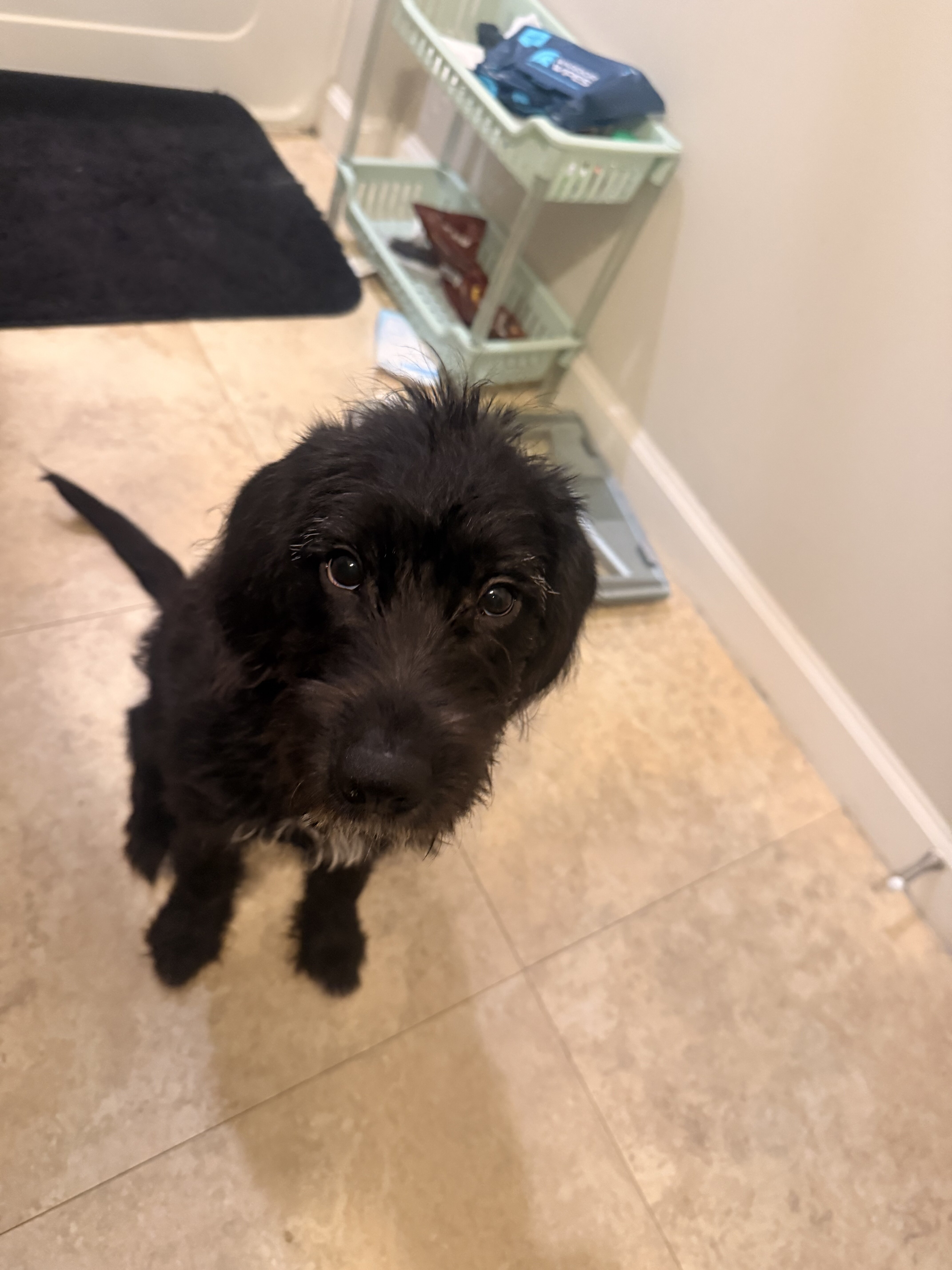 Miniature labradoodle image 3