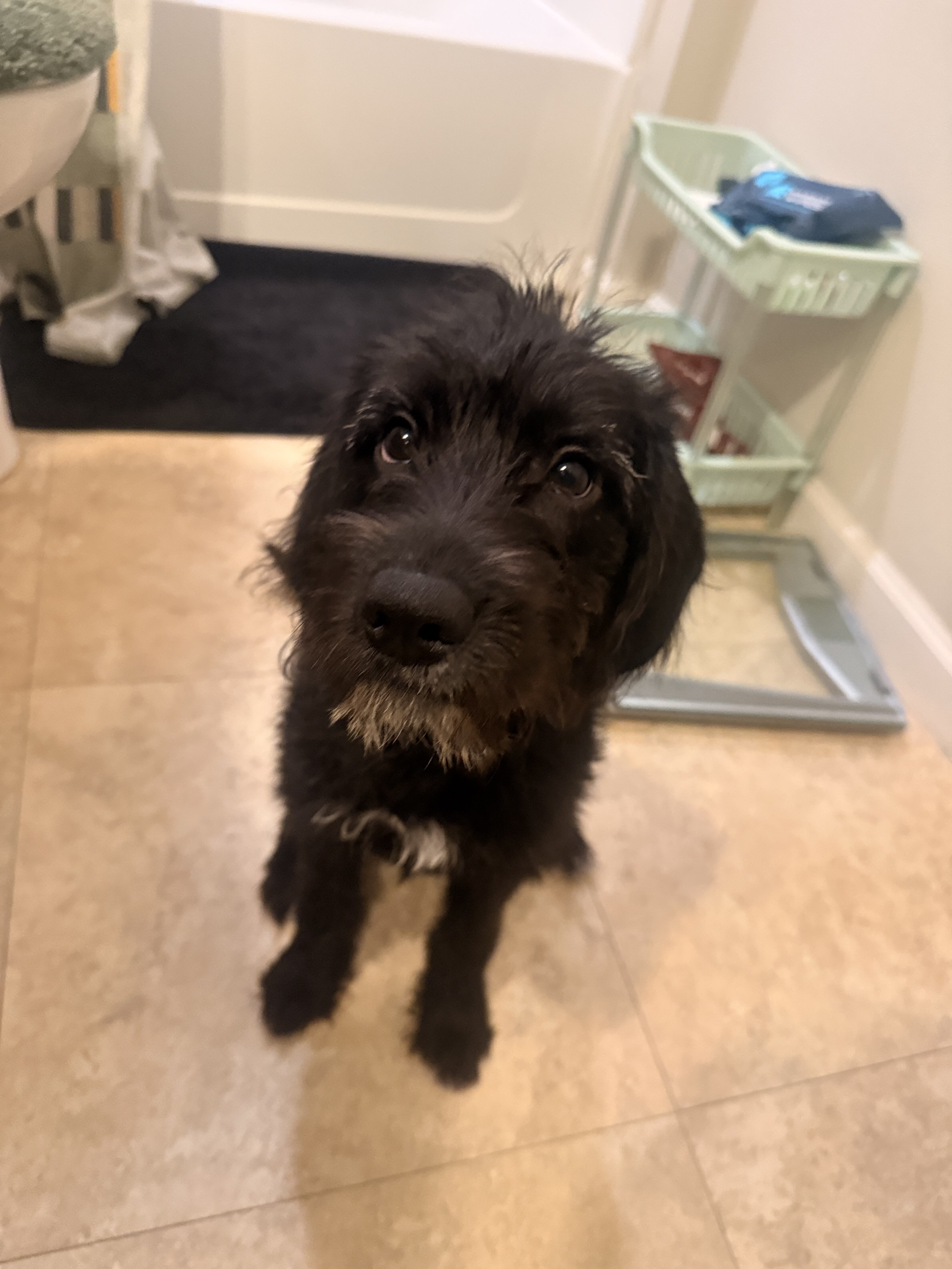 Miniature labradoodle image 4