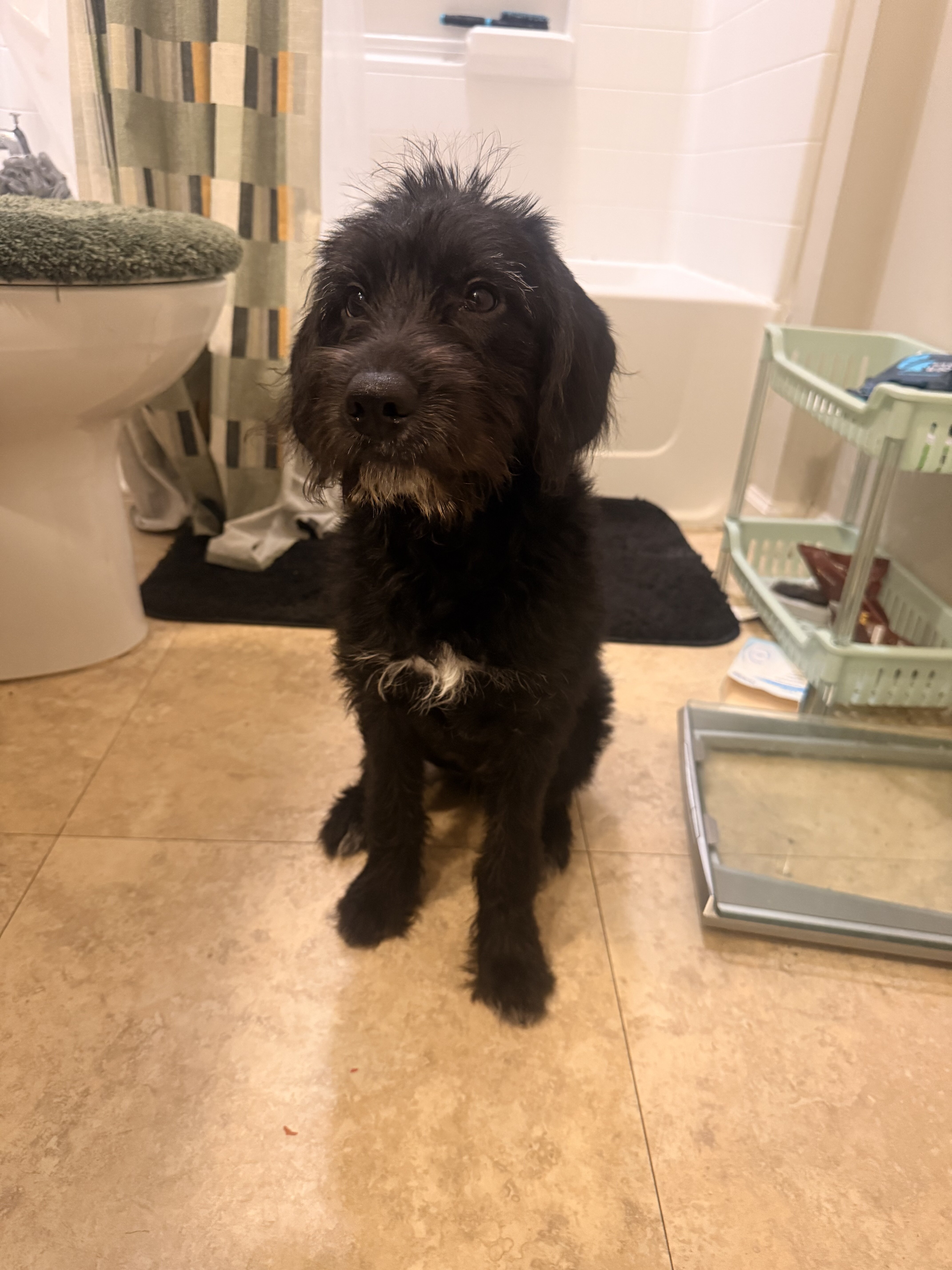 Miniature labradoodle image 5