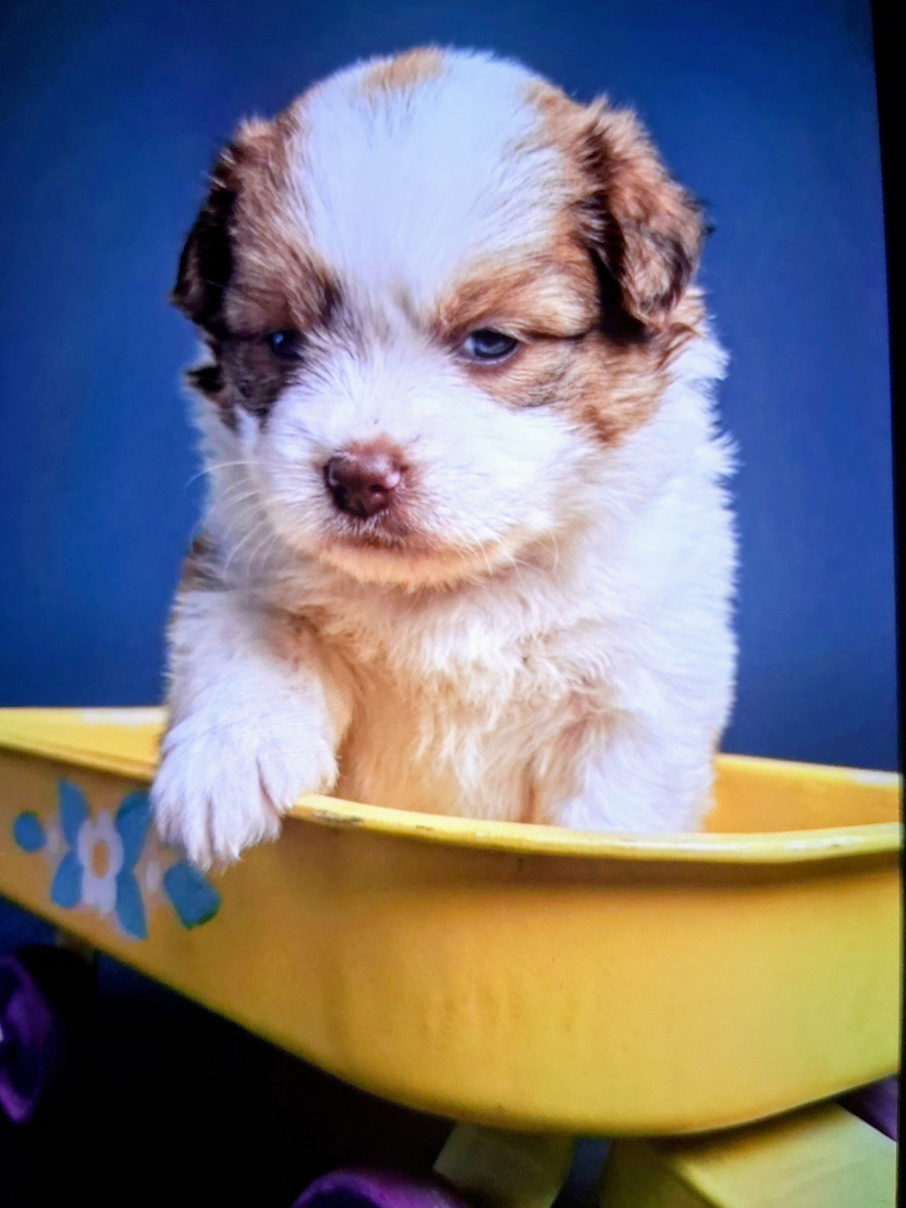 POMSKY PUPPIES image 1