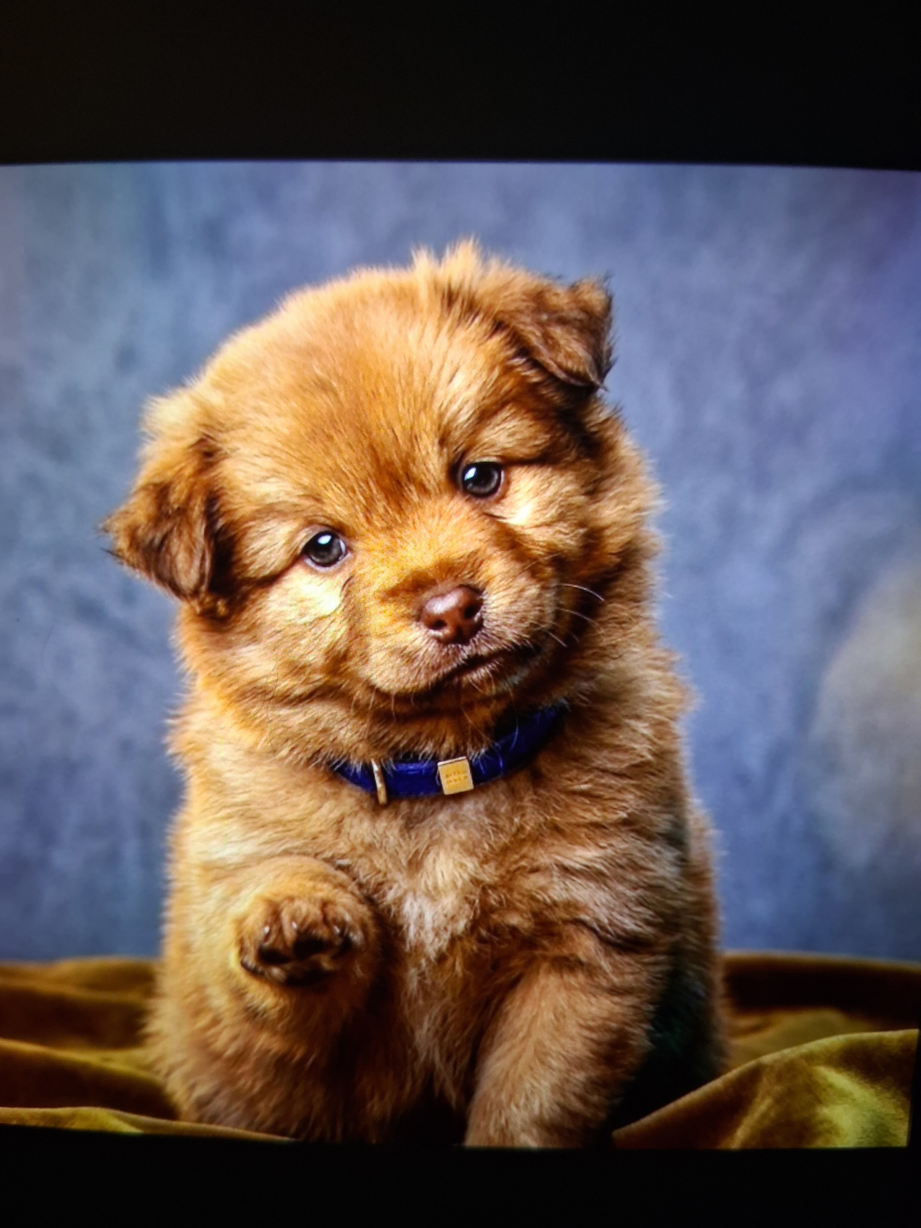 POMSKY PUPPIES image 3