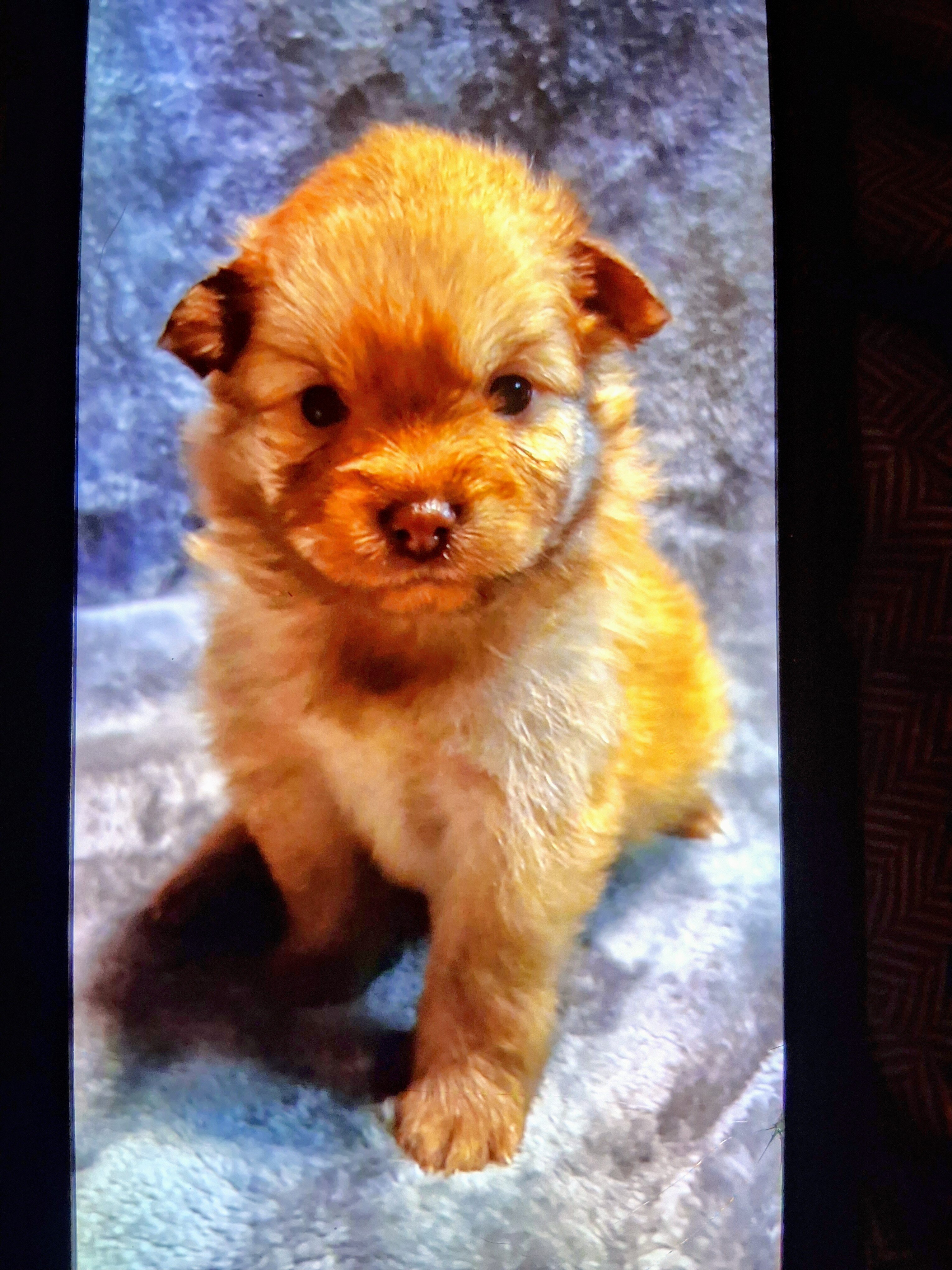 POMSKY PUPPIES image 2