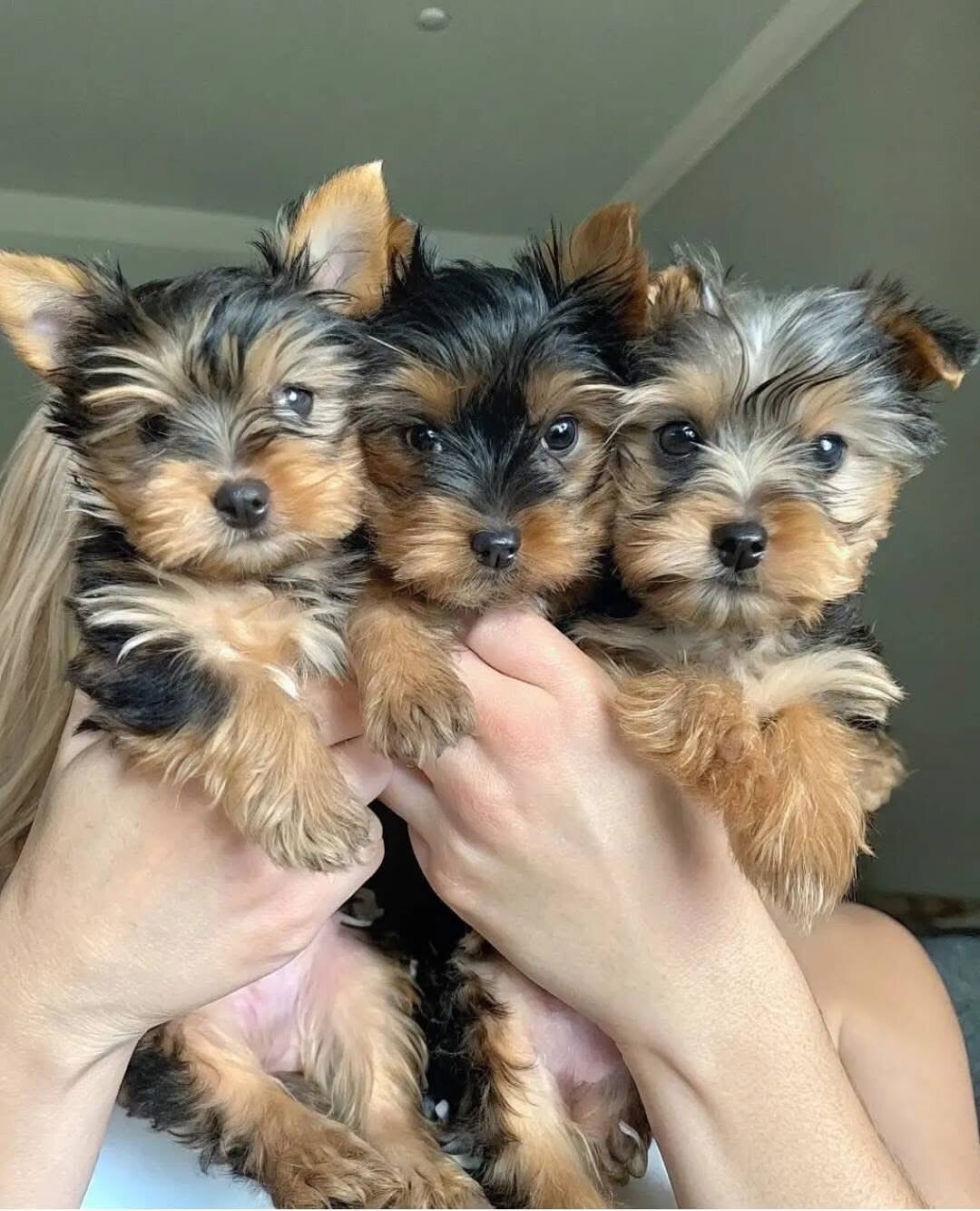 male and female Yorkshire Terrier image 1