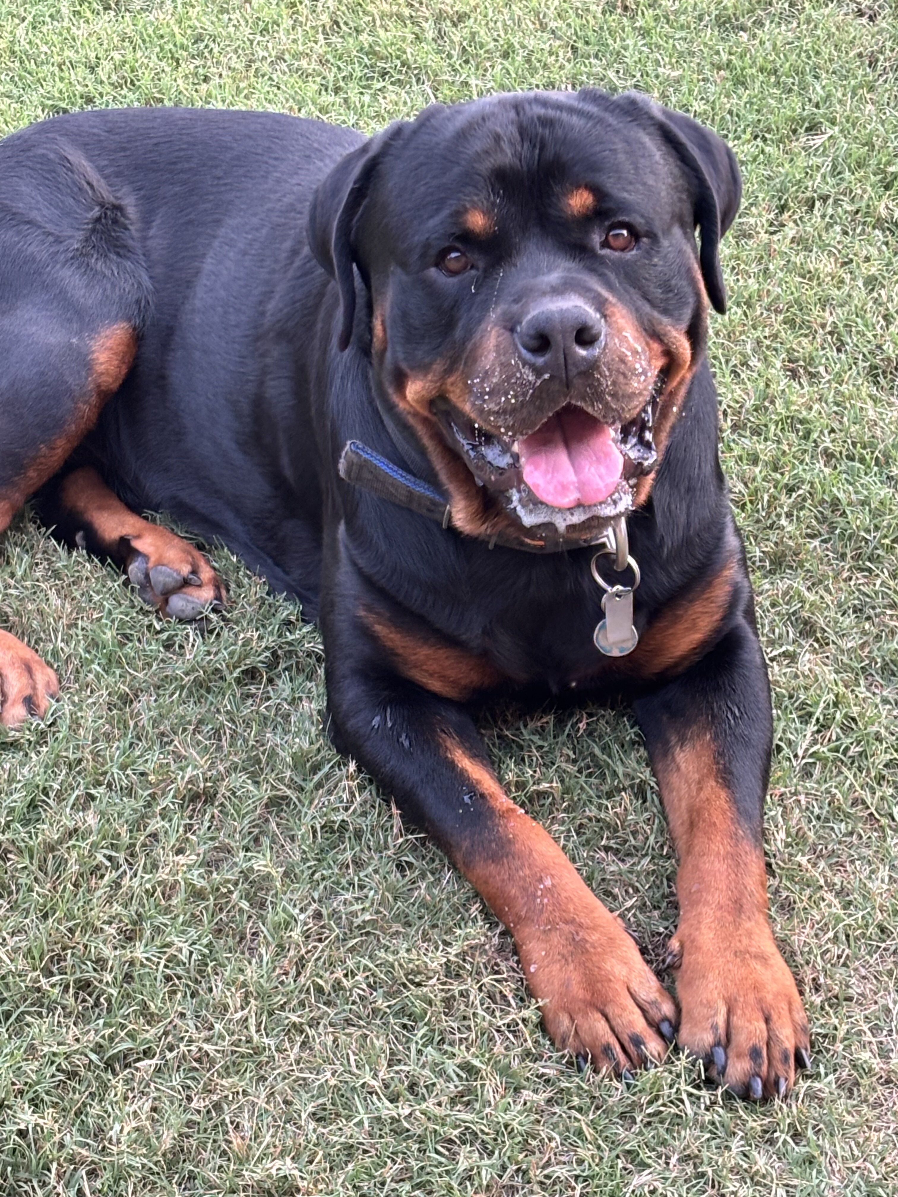 Adult Female Rottweiler image 3
