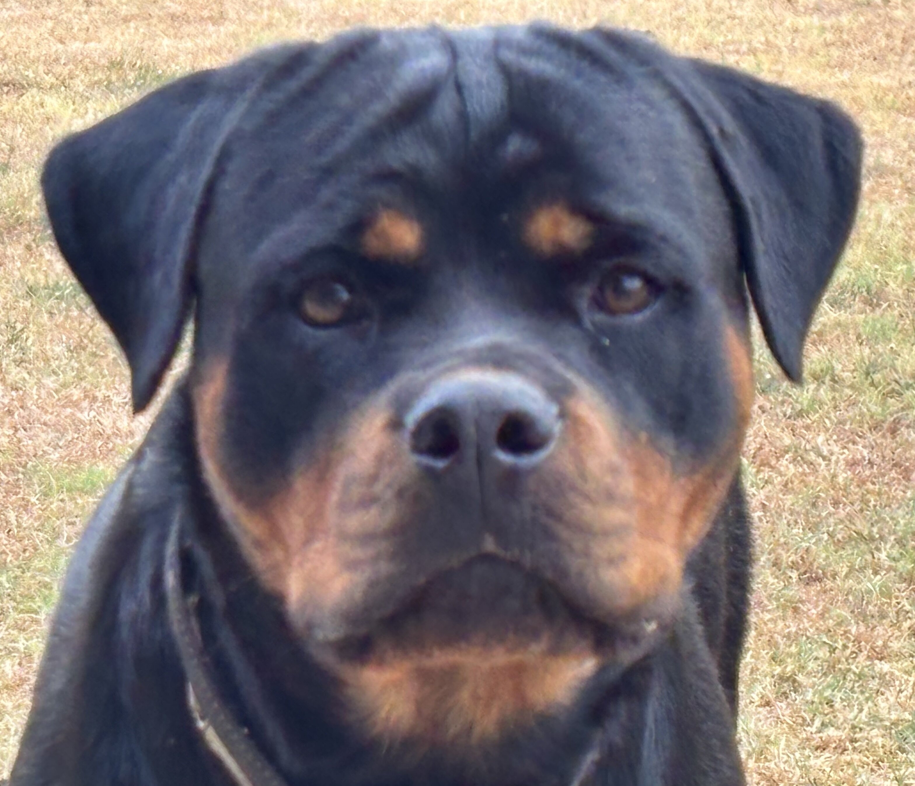 Adult Female Rottweiler image 1