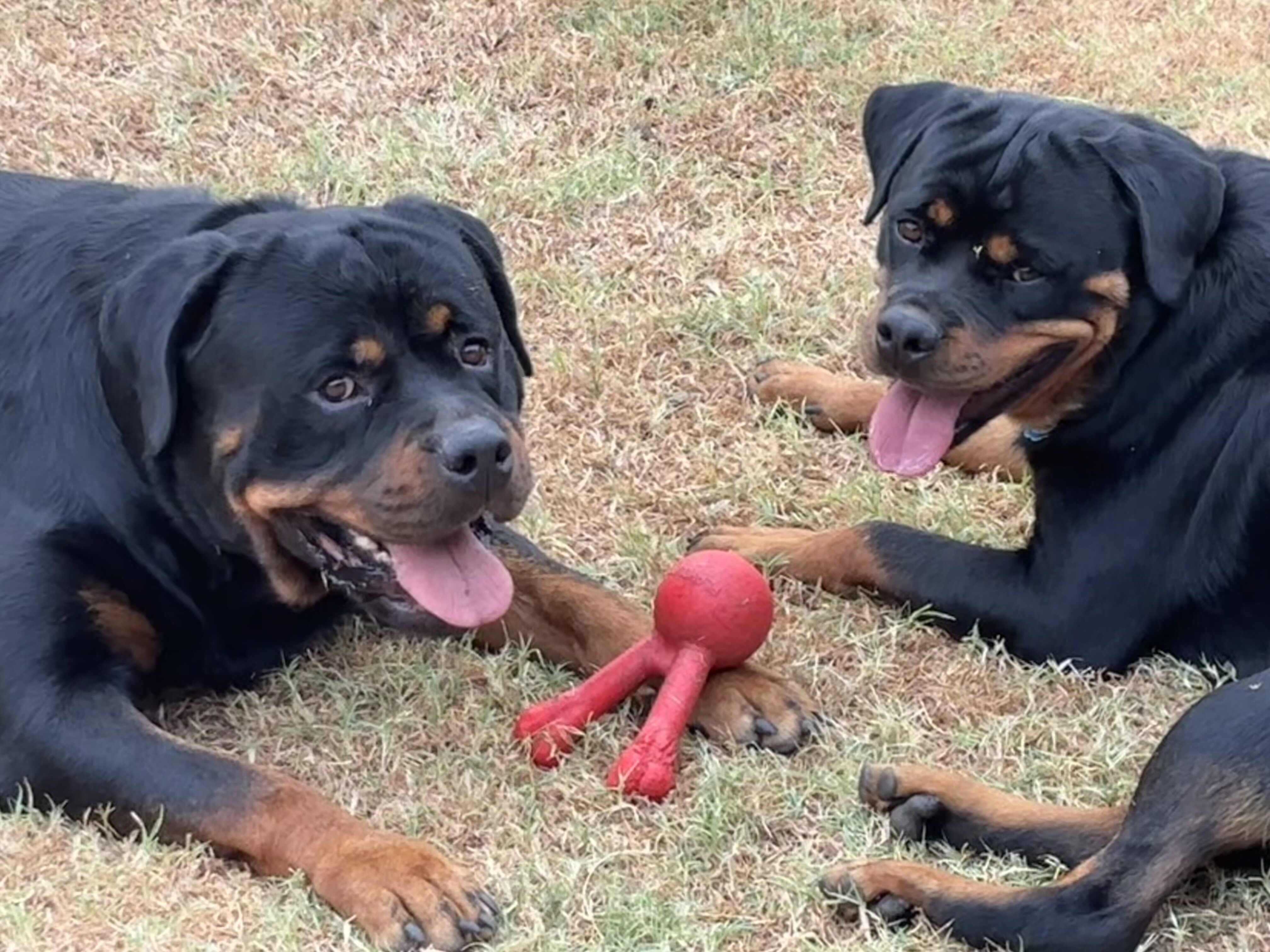 Adult Female Rottweiler image 2