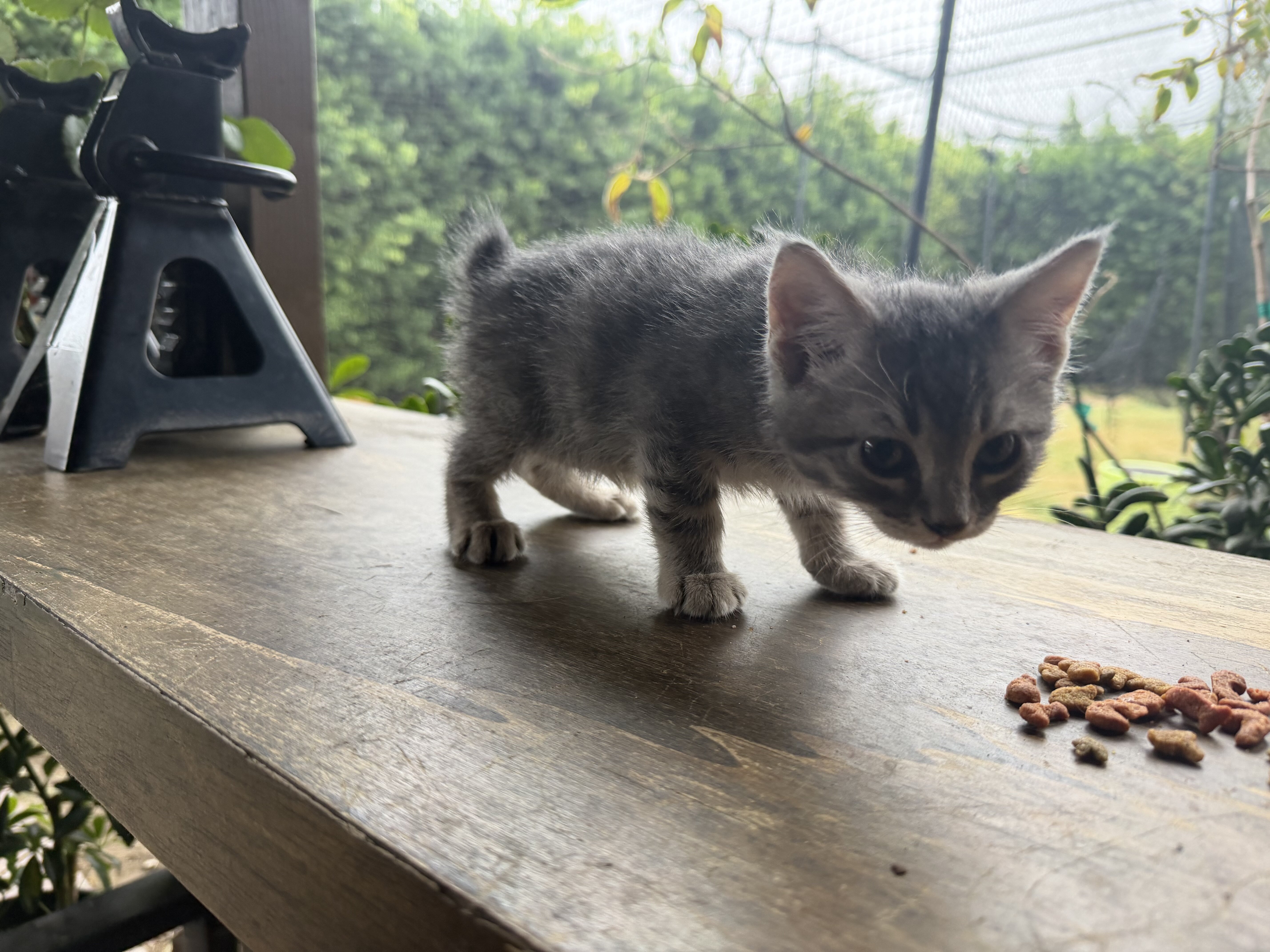 Kitten image 3