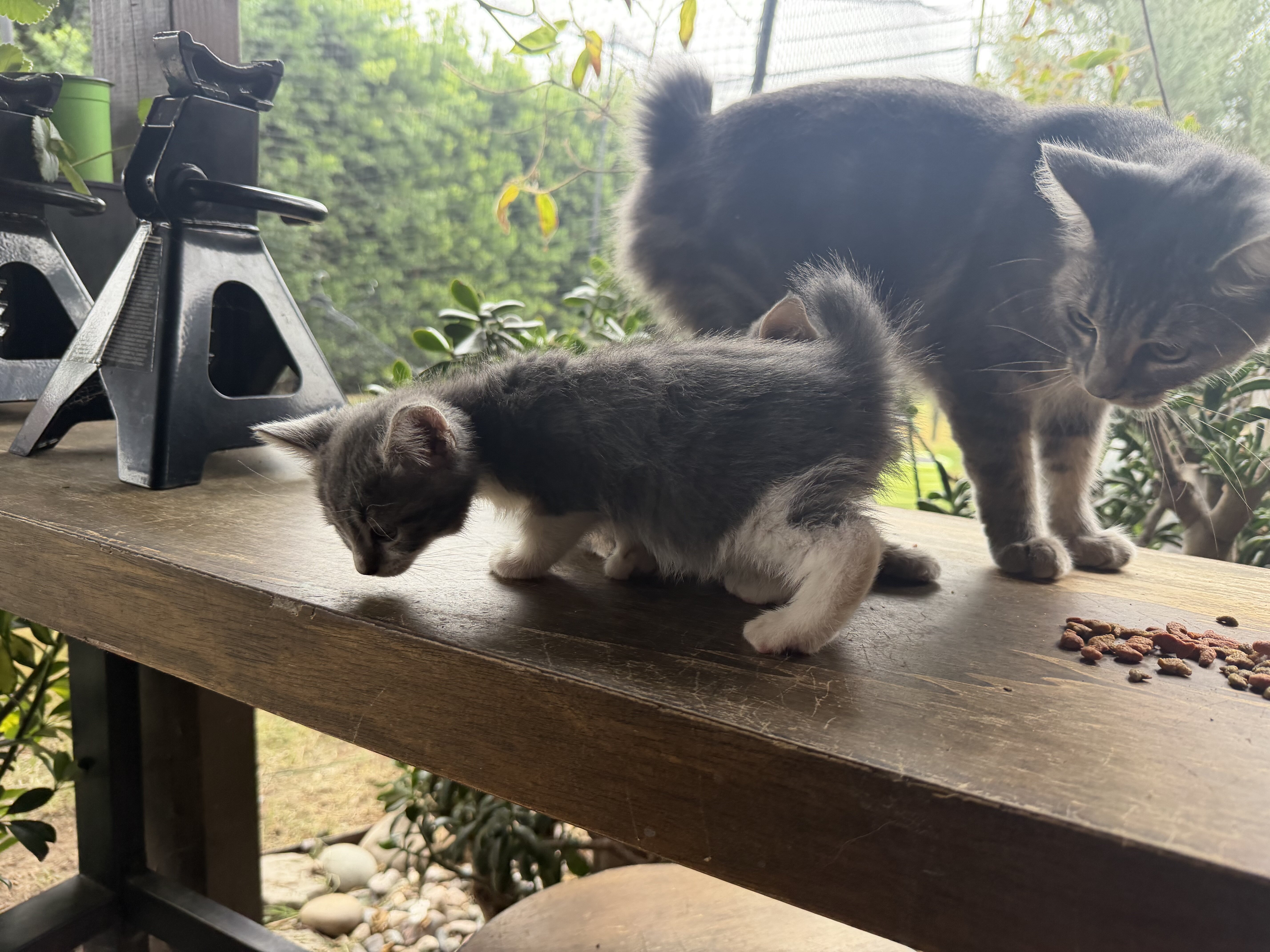 Kitten image 4