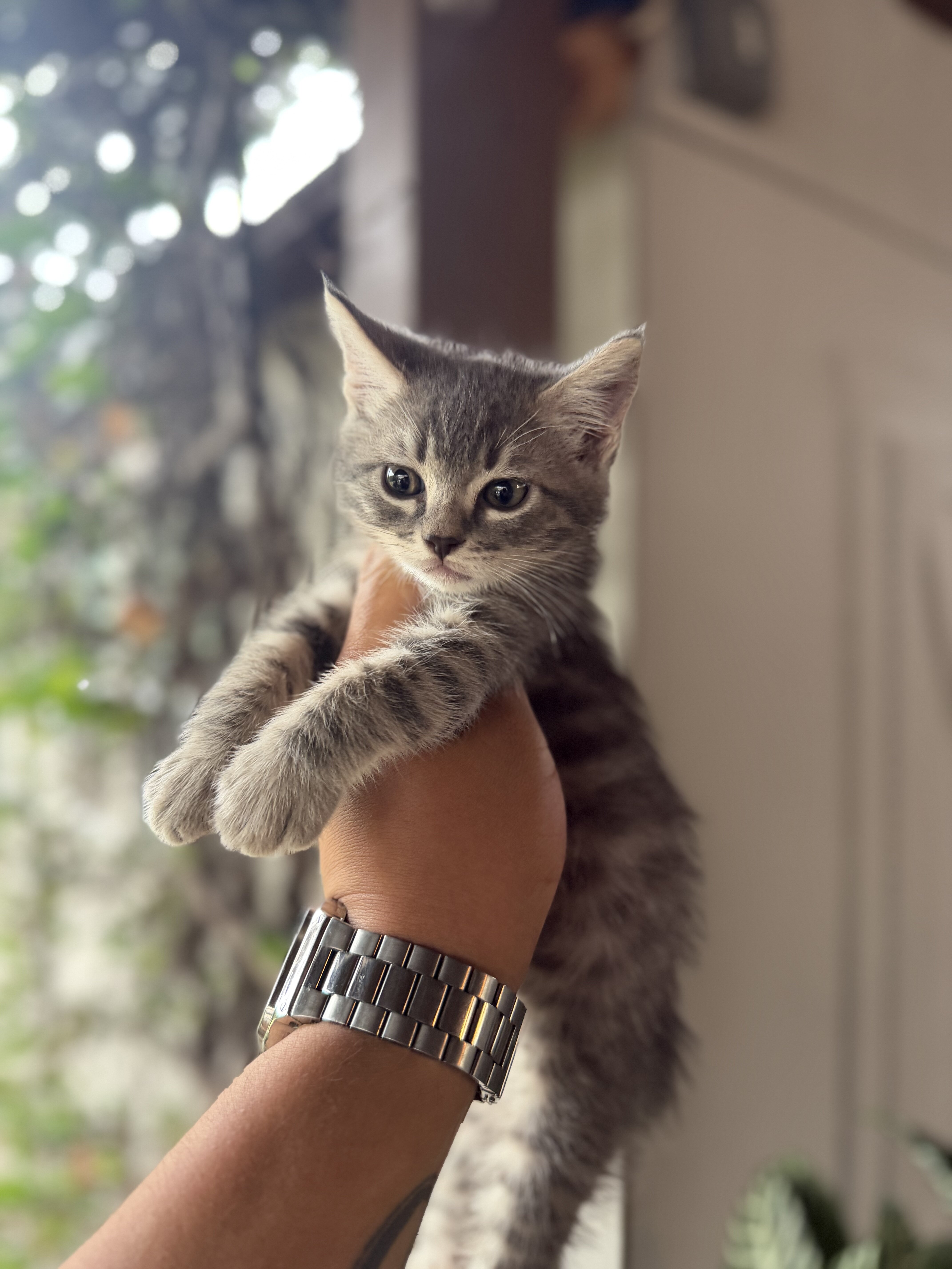 Kitten image 2