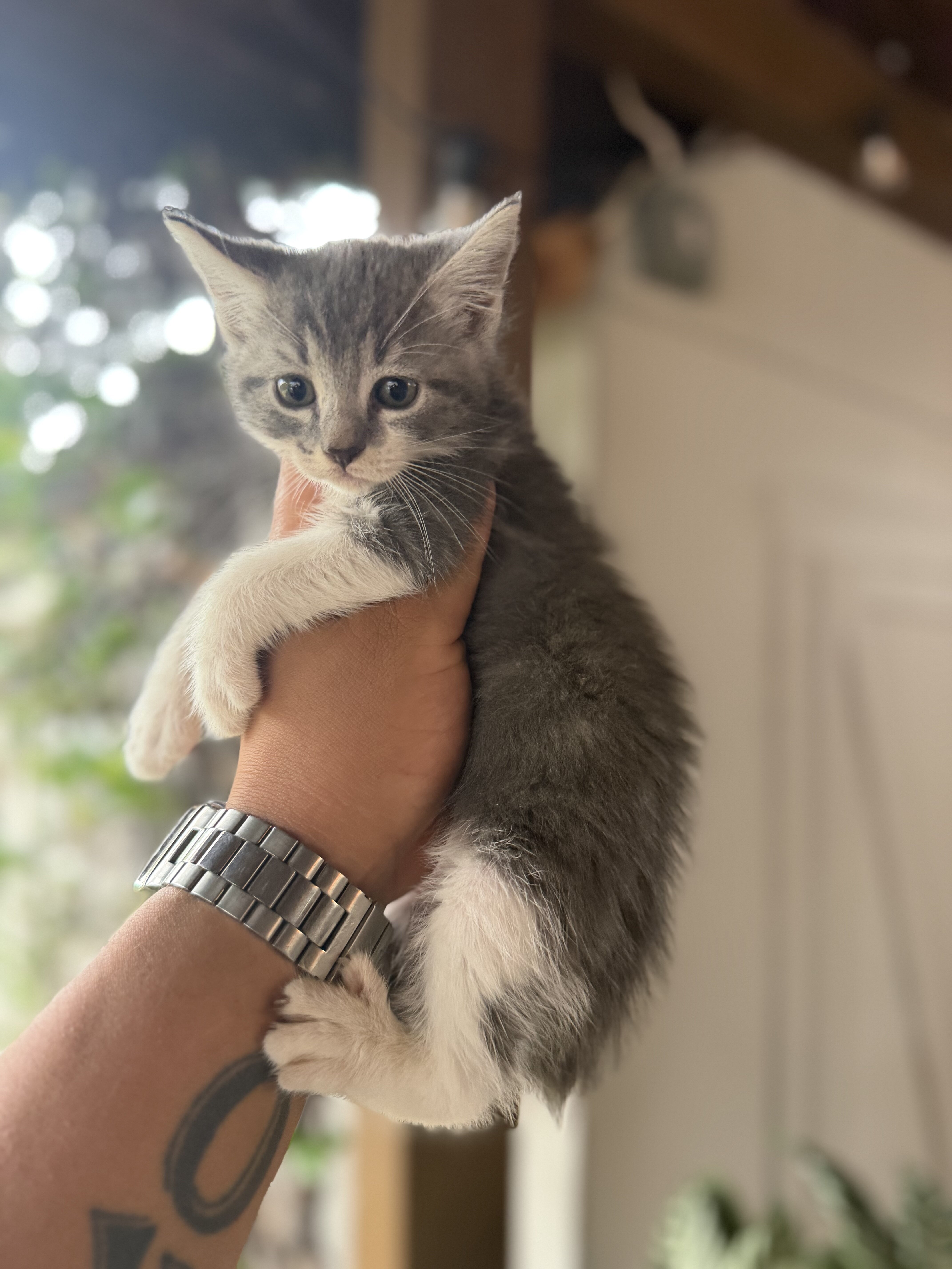 Kitten image 1