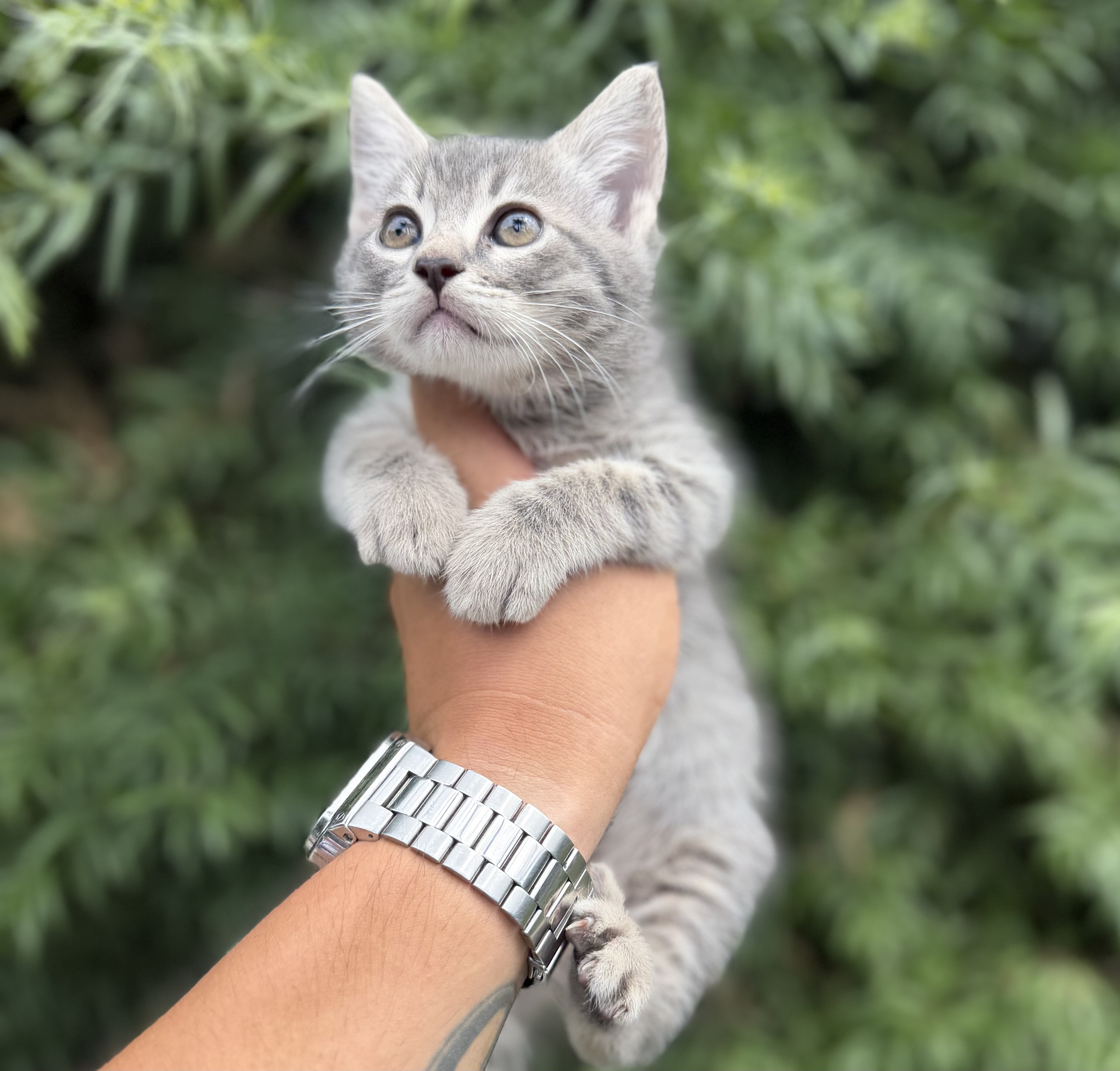 Kitten image 6