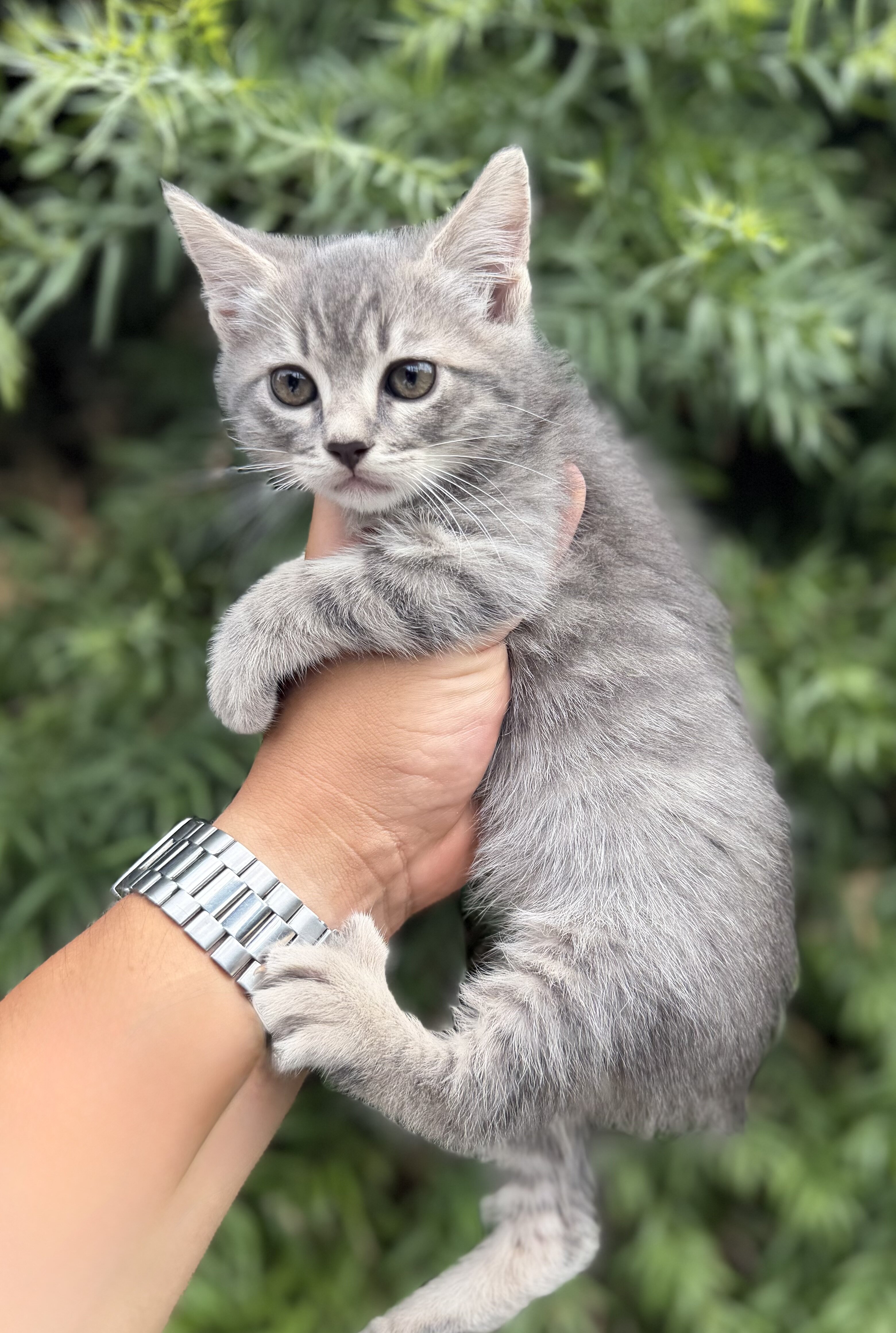 Kitten image 5
