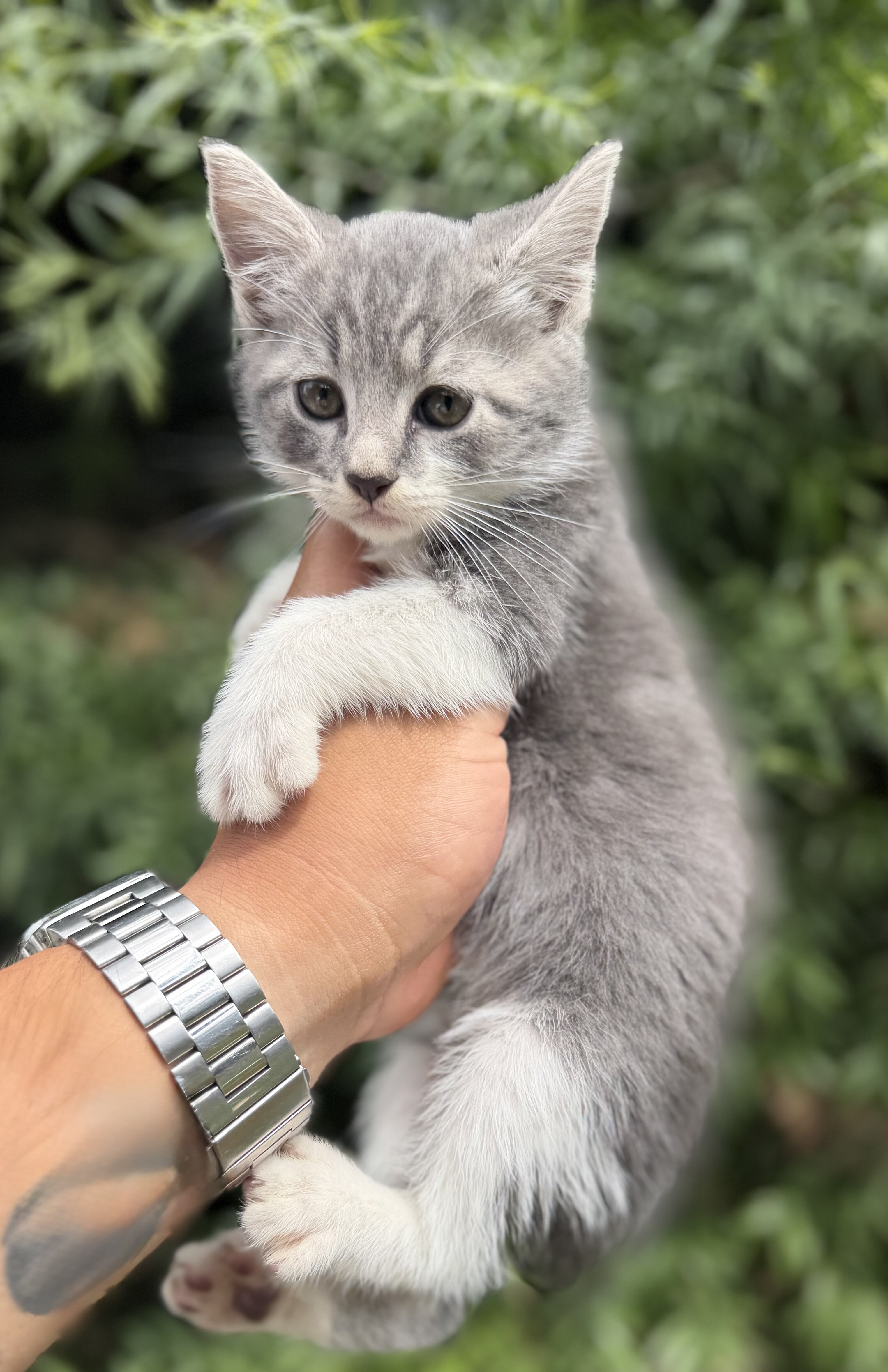 Kitten image 4