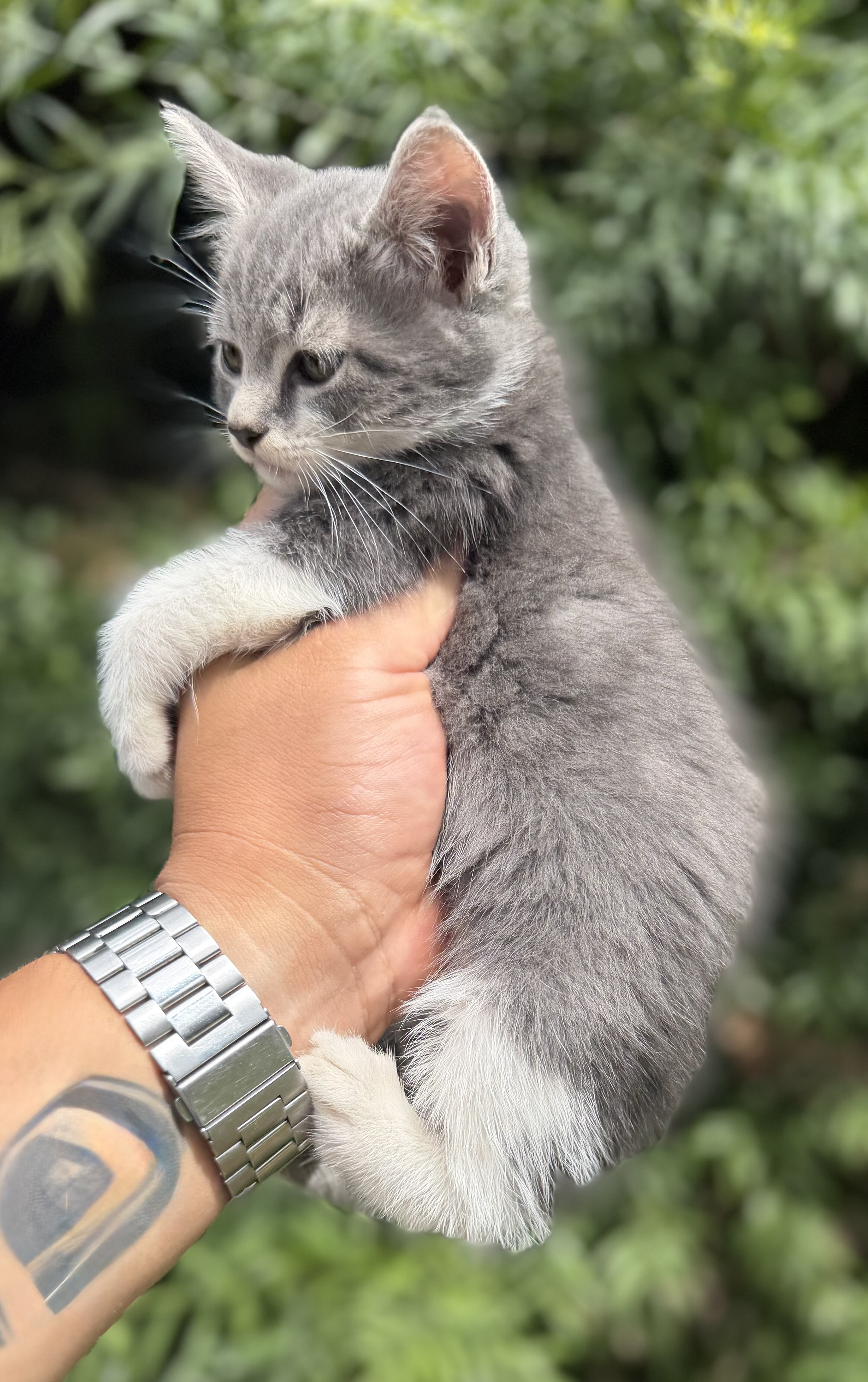 Kitten image 3