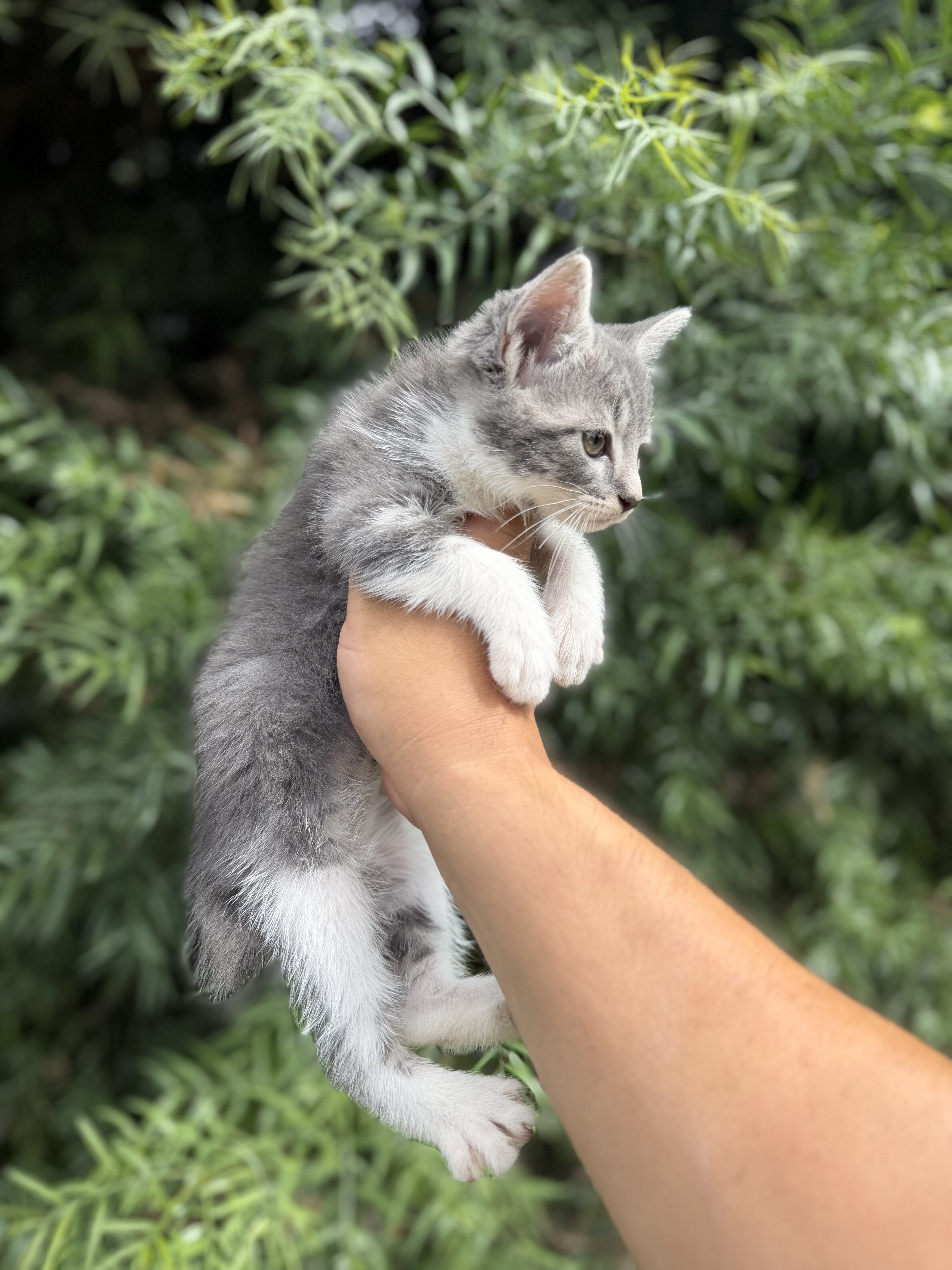 Kitten image 2