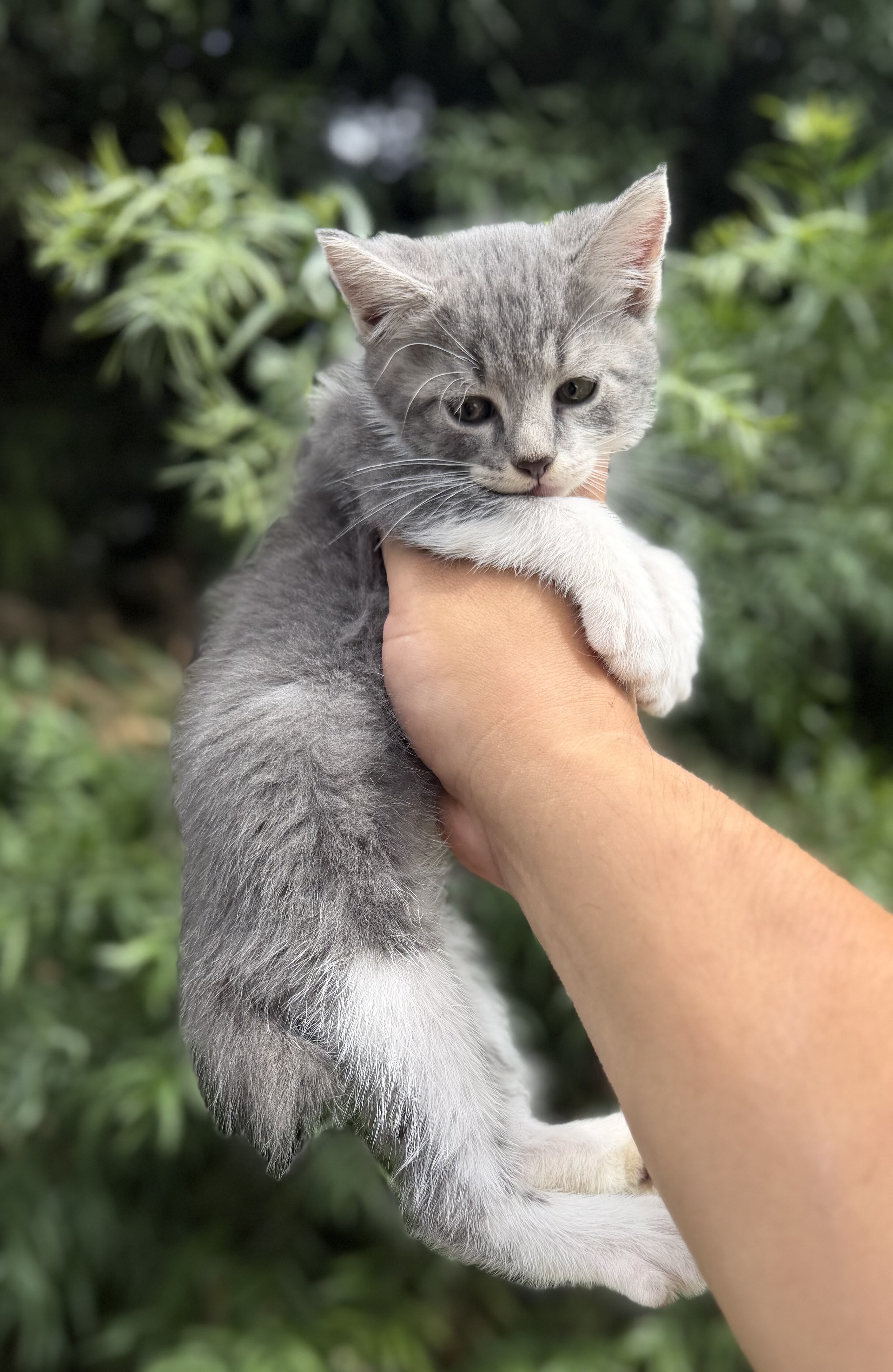 Kitten image 1
