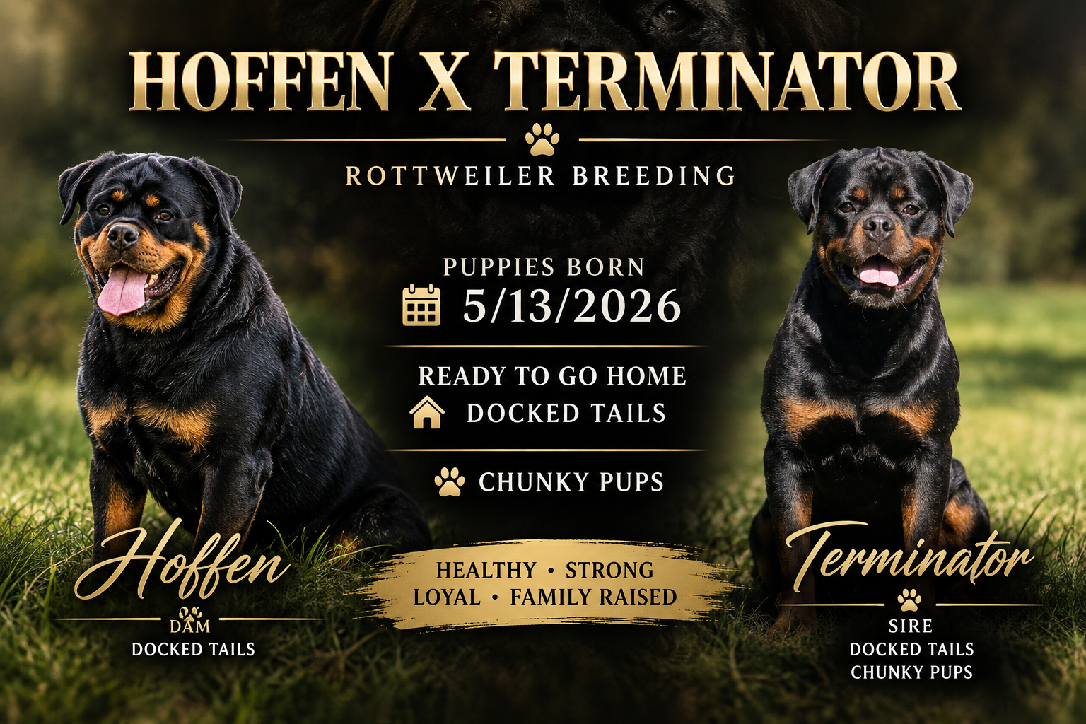 Rottweier Puppy image 2