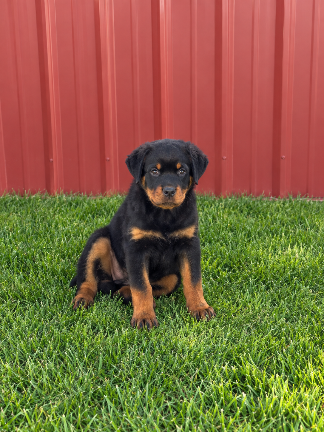 Rottweier Puppy image 1