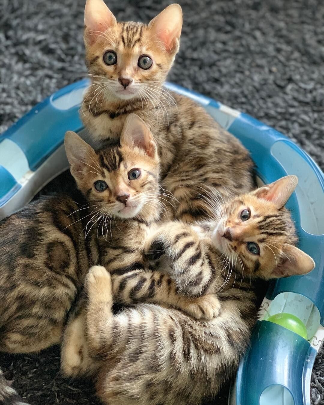 Beautiful Bengal Kitten Looking for a Loving Home image 1
