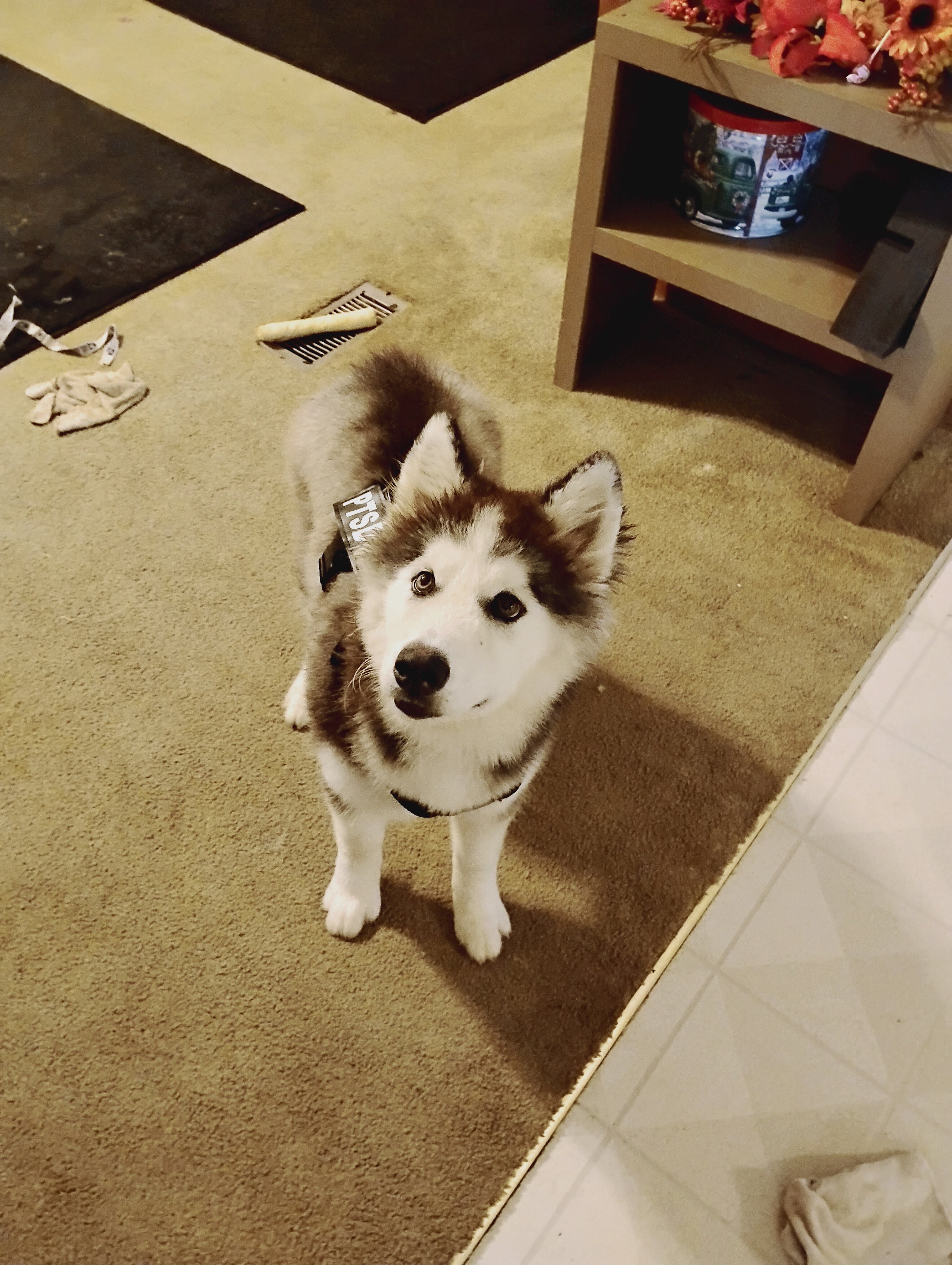 Siberian Husky image 1
