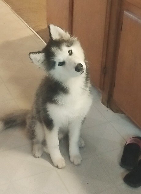 Siberian Husky image 2