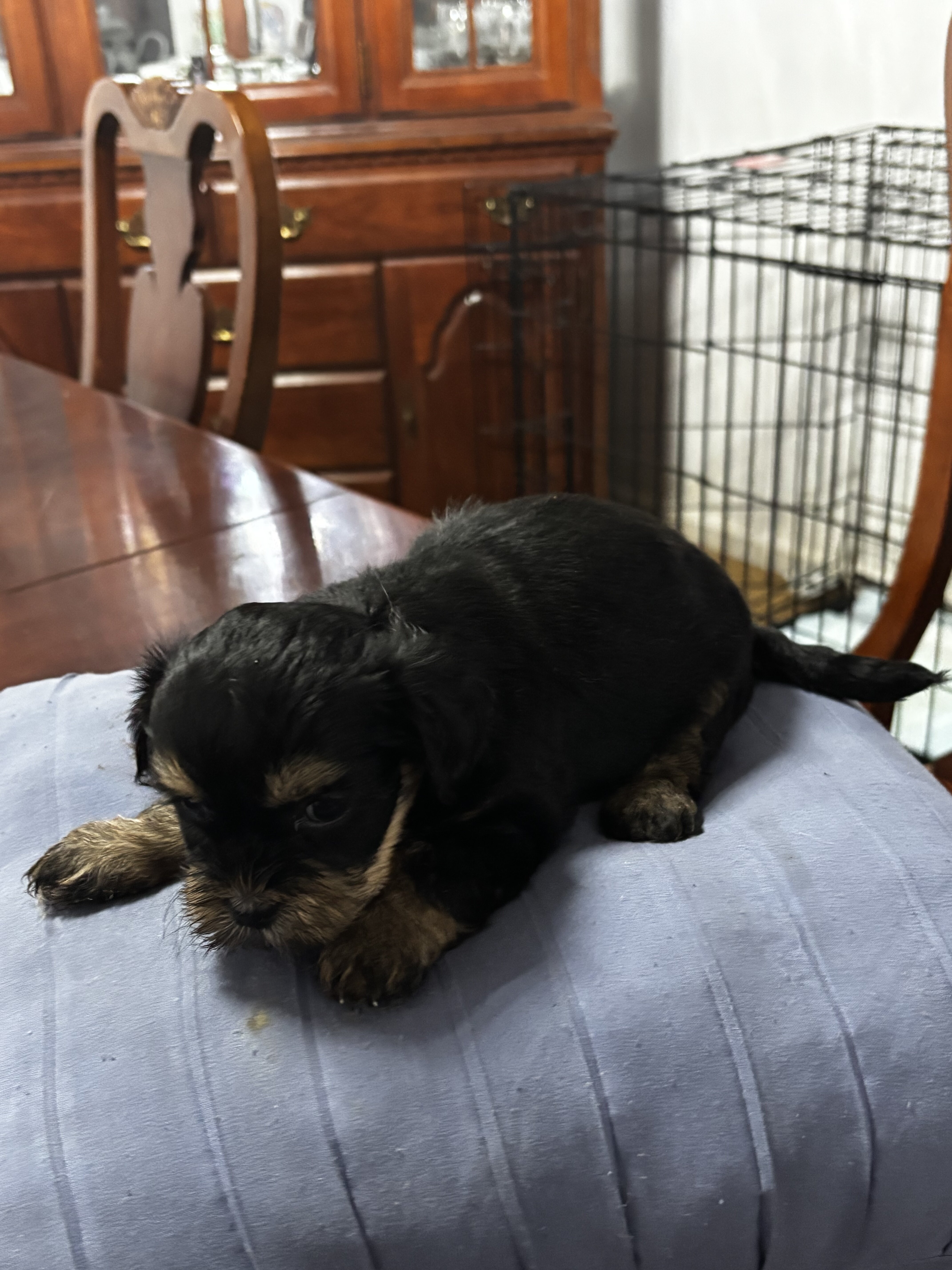 👑 Little Princess Looking for Her Forever Throne image 3