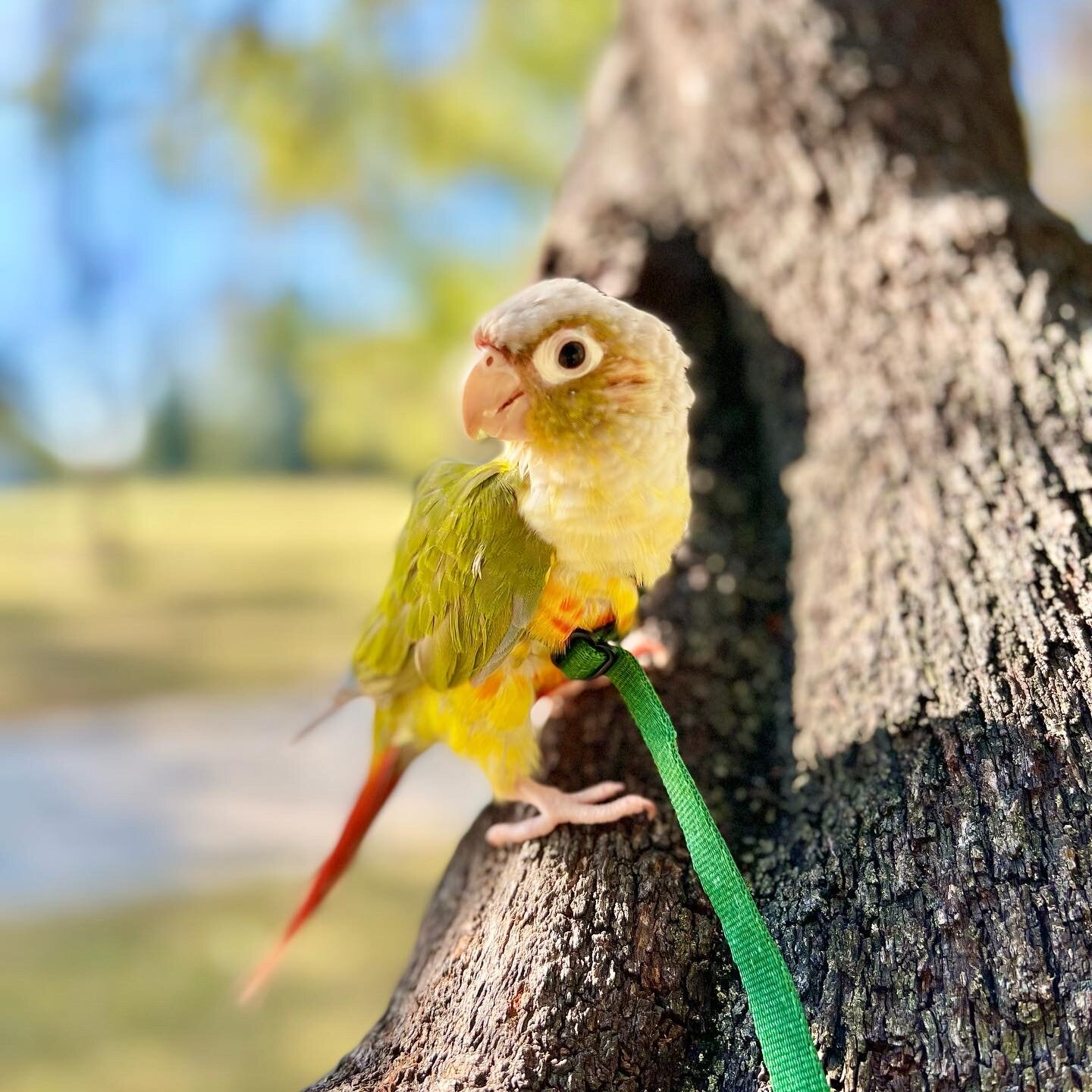 Female Green-Cheek Conure Available for Rehoming image 2