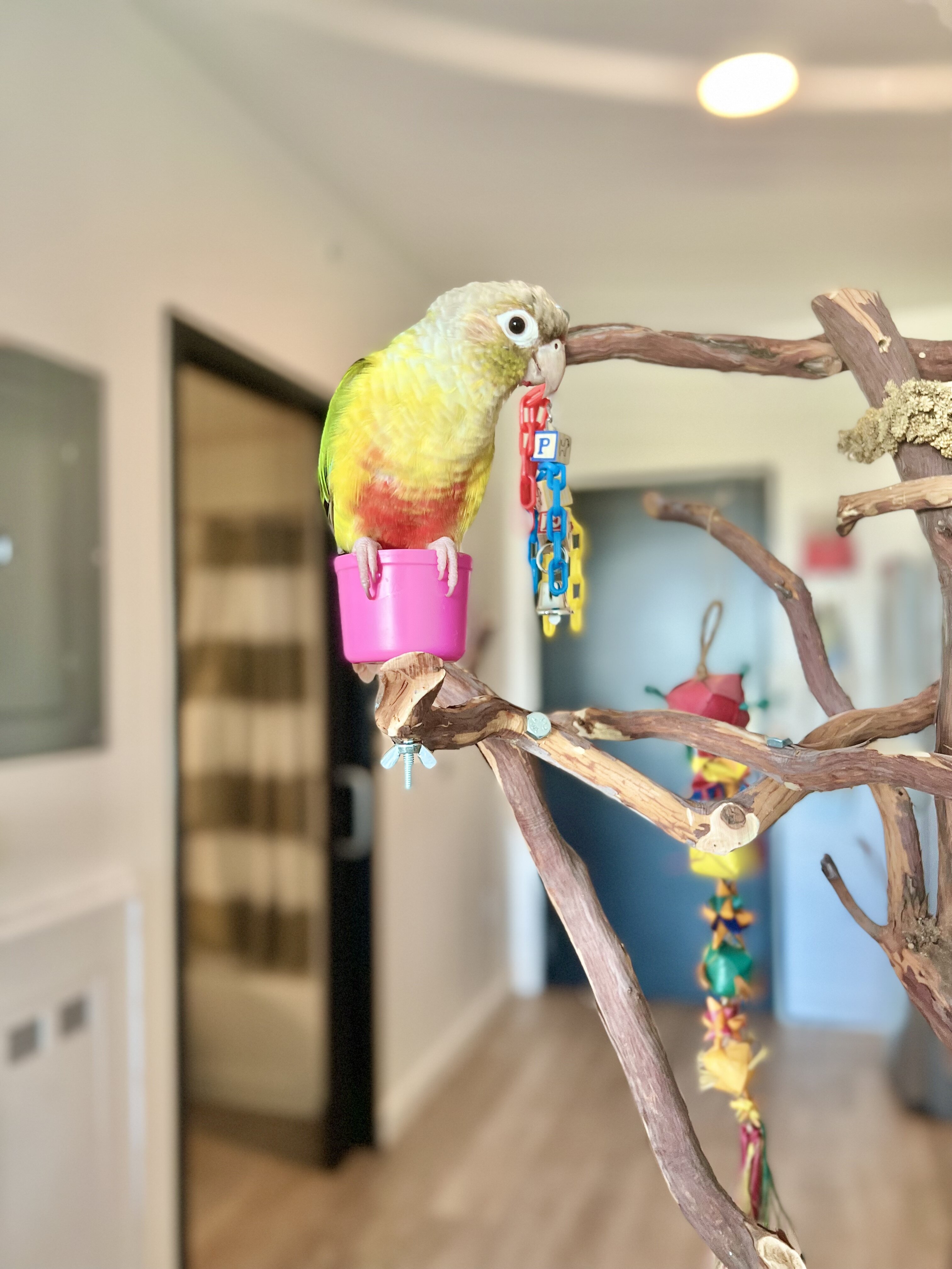 Female Green-Cheek Conure Available for Rehoming image 3