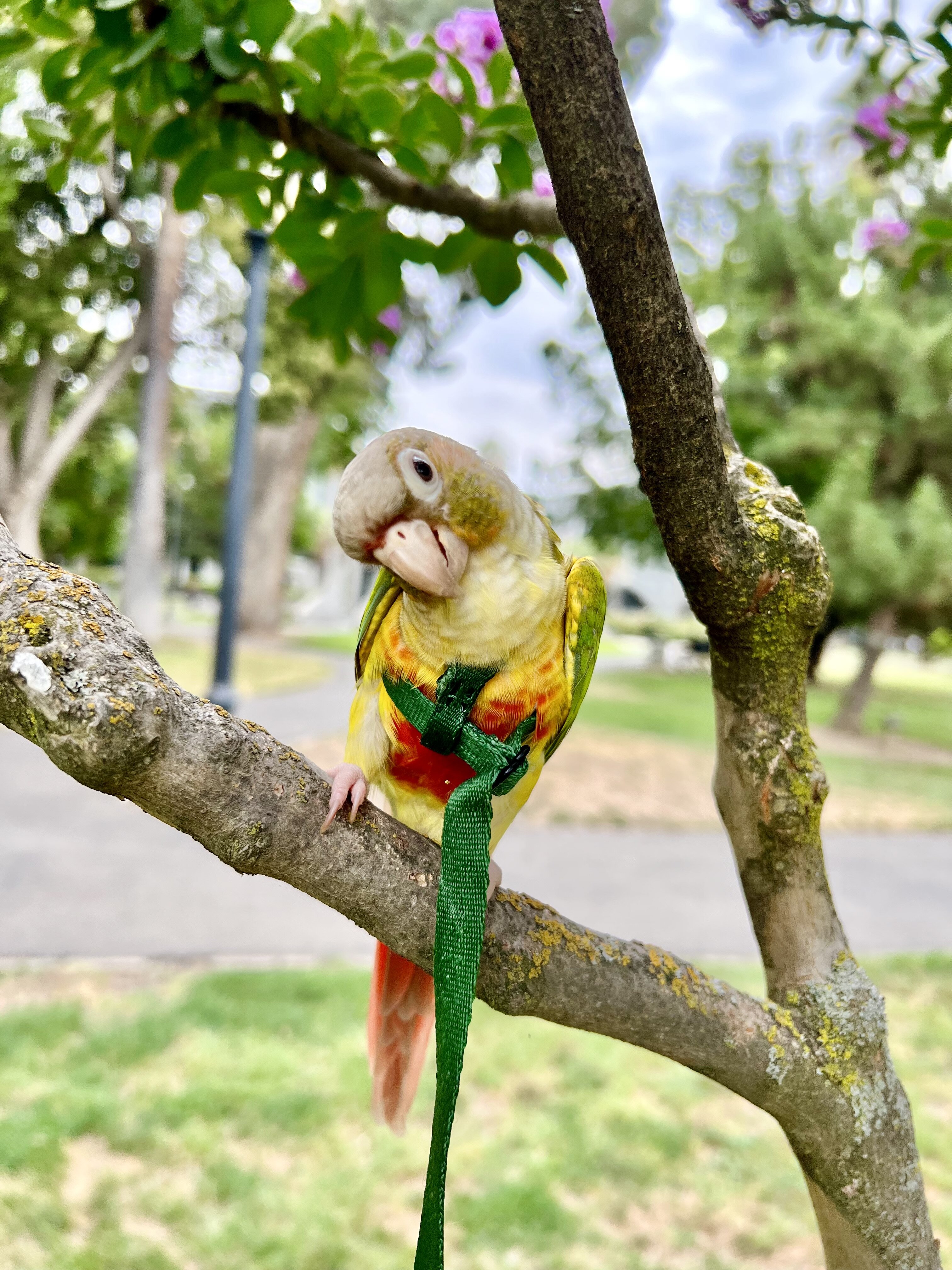 Female Green-Cheek Conure Available for Rehoming image 4