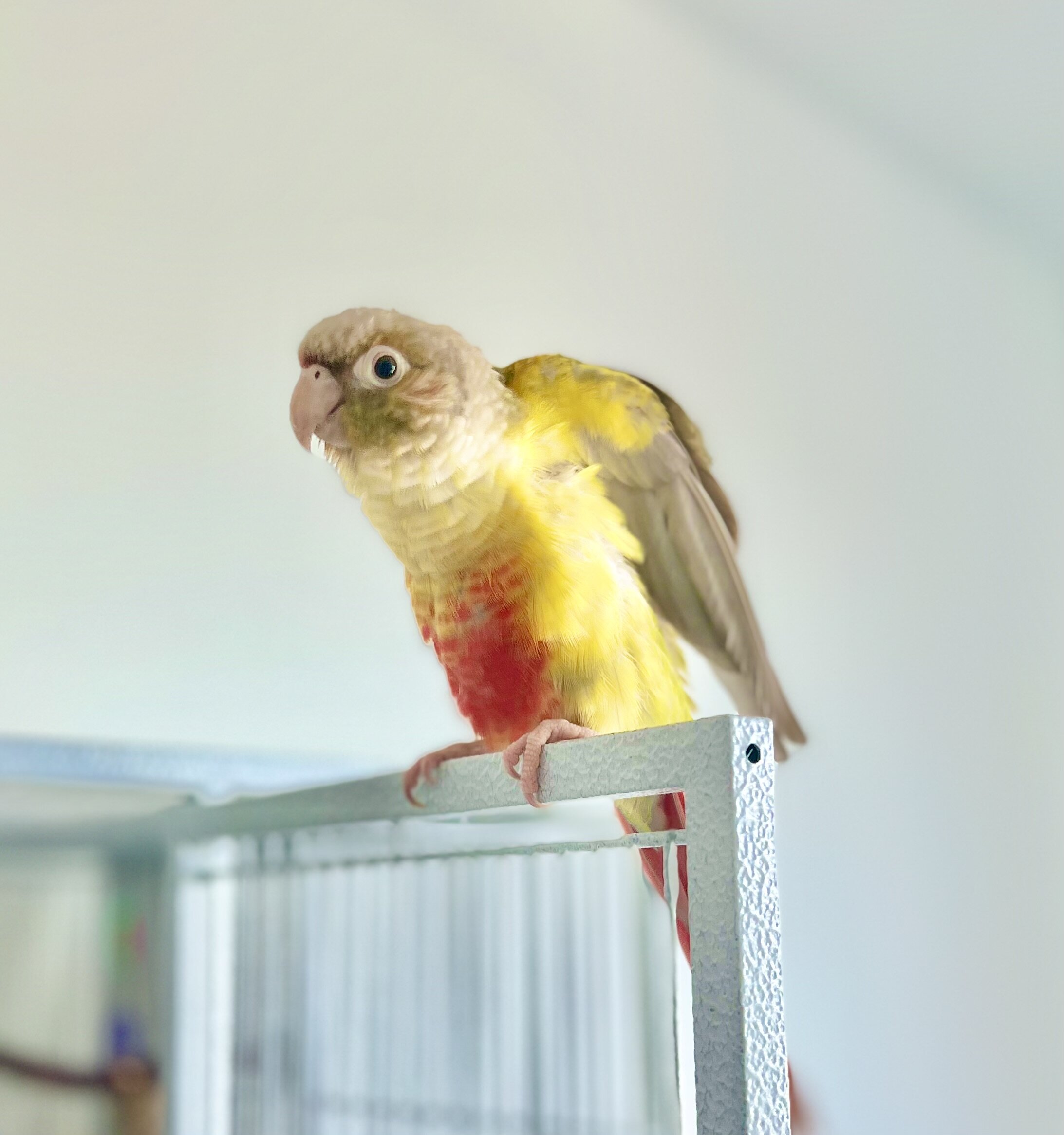 Female Green-Cheek Conure Available for Rehoming image 5