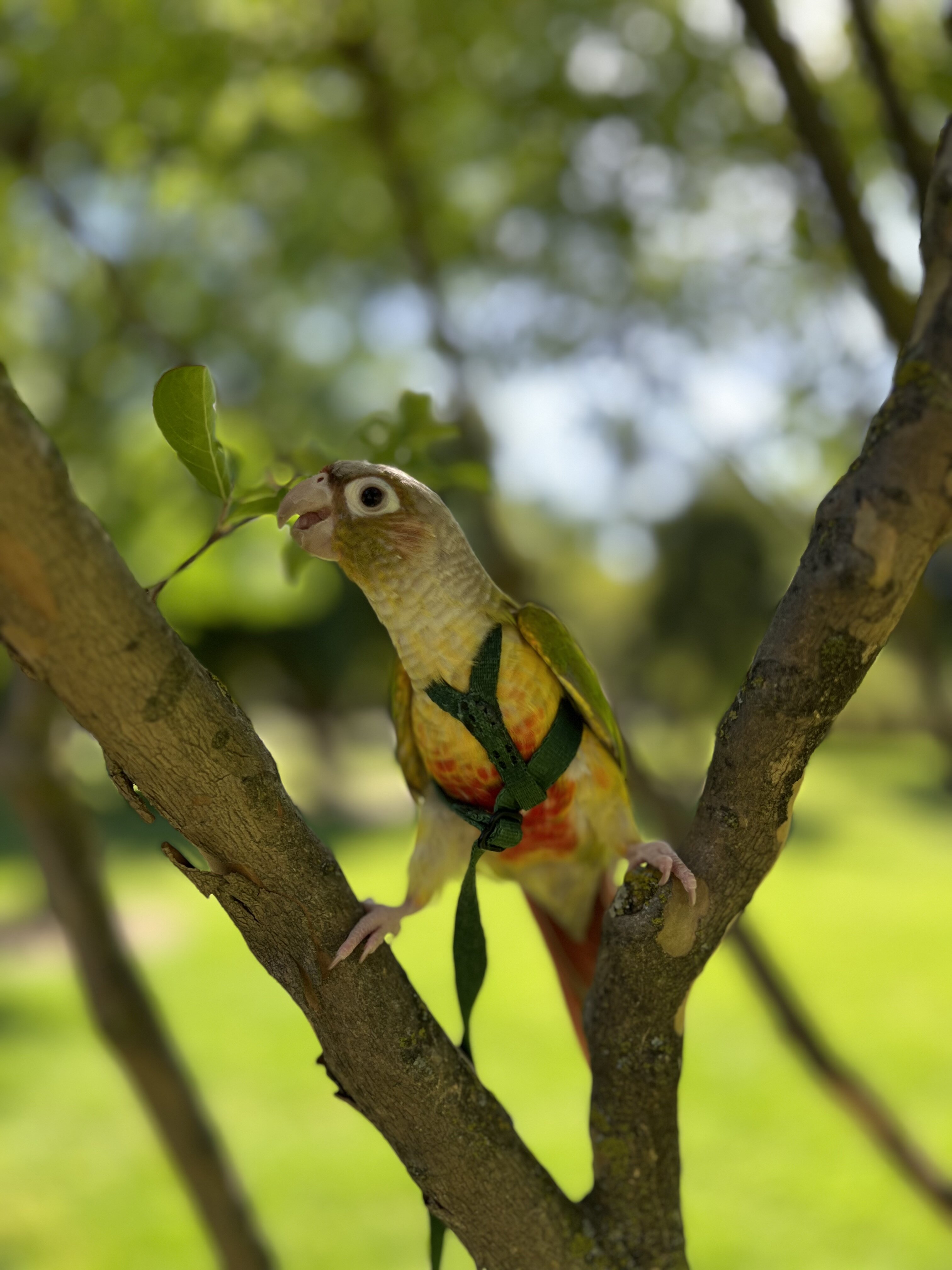Female Green-Cheek Conure Available for Rehoming image 7