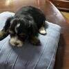 Little Queen Seeking Her Forvever Family image 3