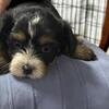 Little Queen Seeking Her Forvever Family image 1