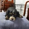 Little Queen Seeking Her Forvever Family image 2