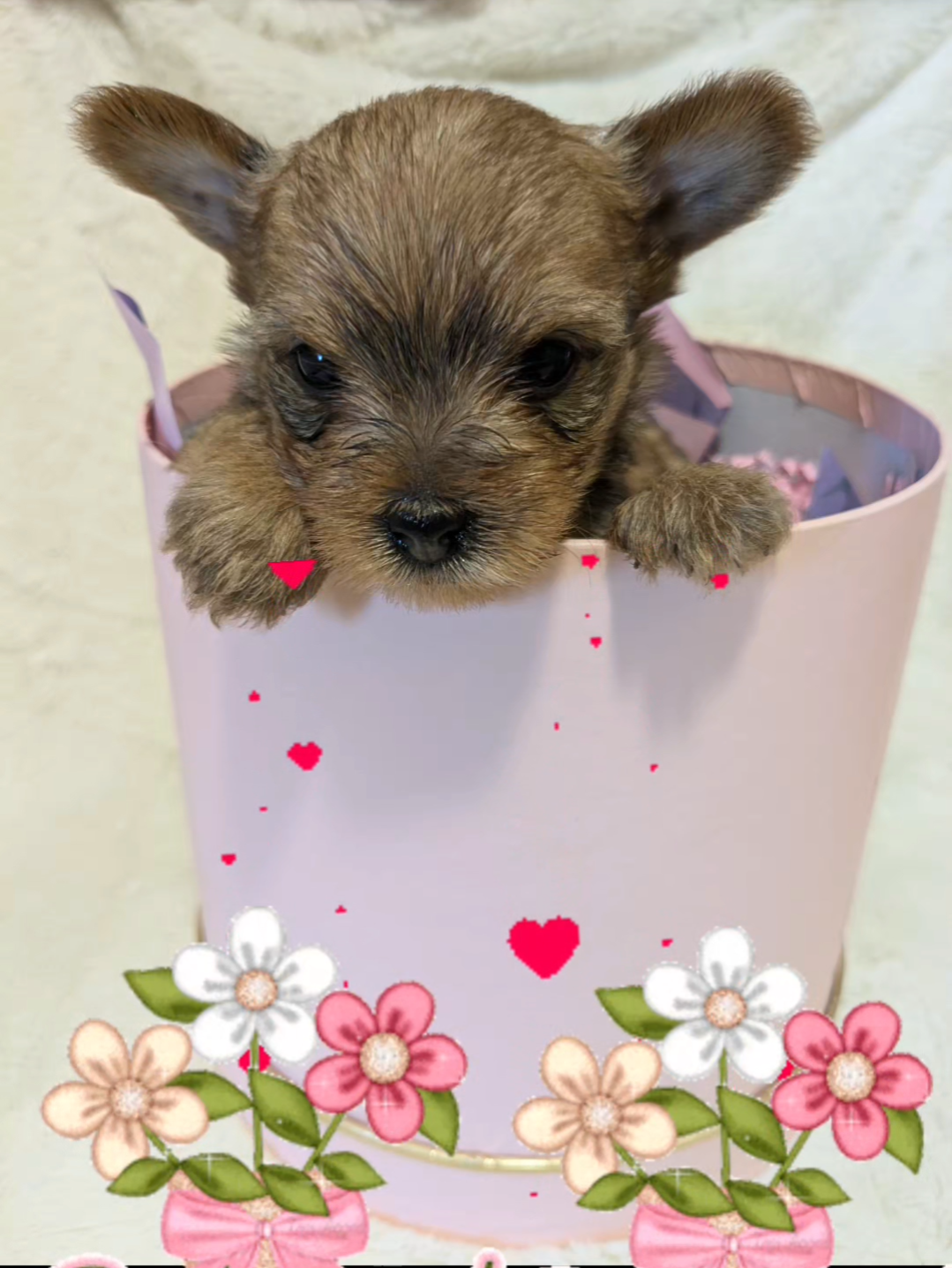 Perrita yorkie mini image 1