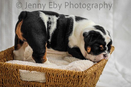 English bulldog image 1