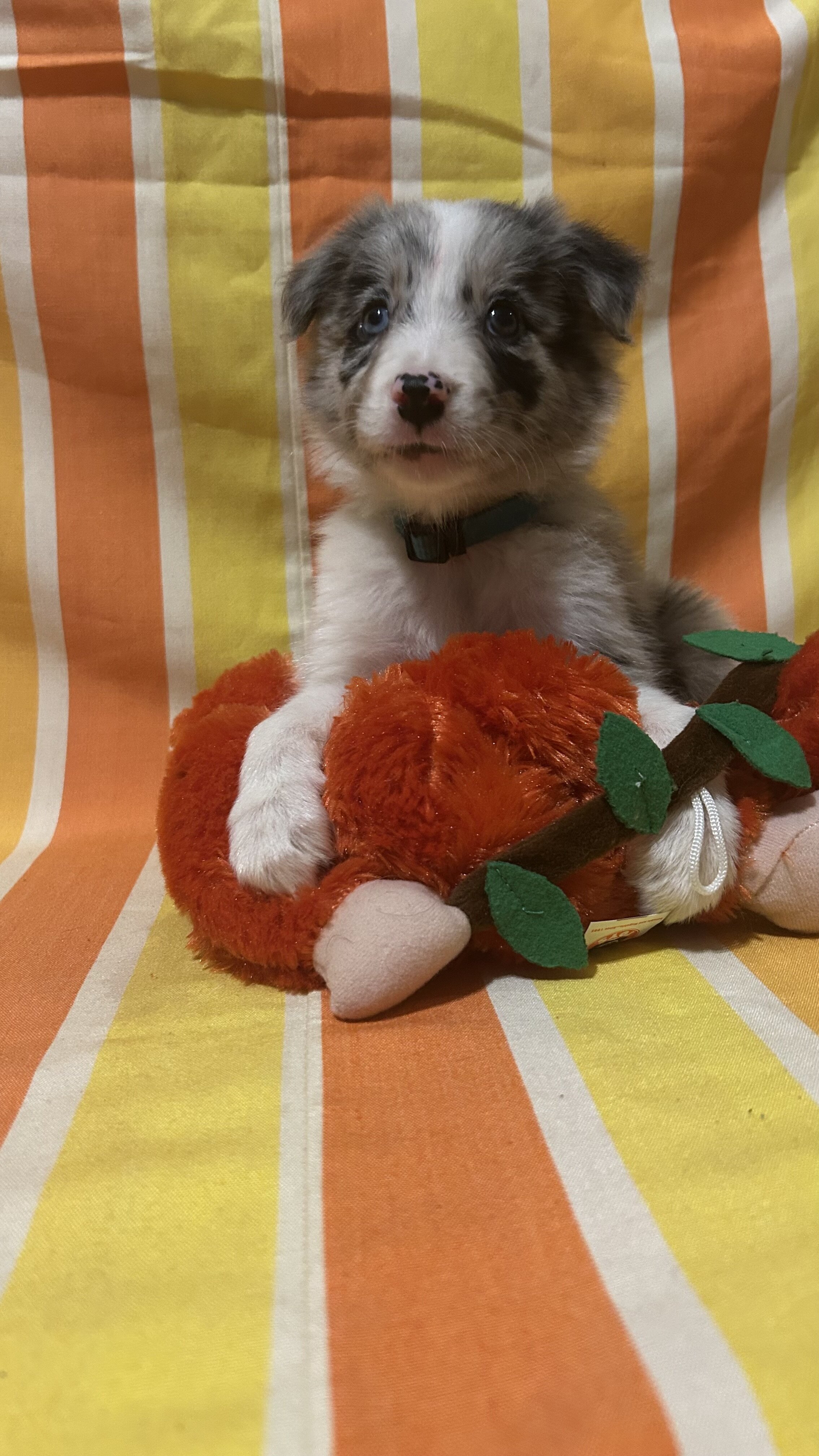 Registered border collie pups image 6