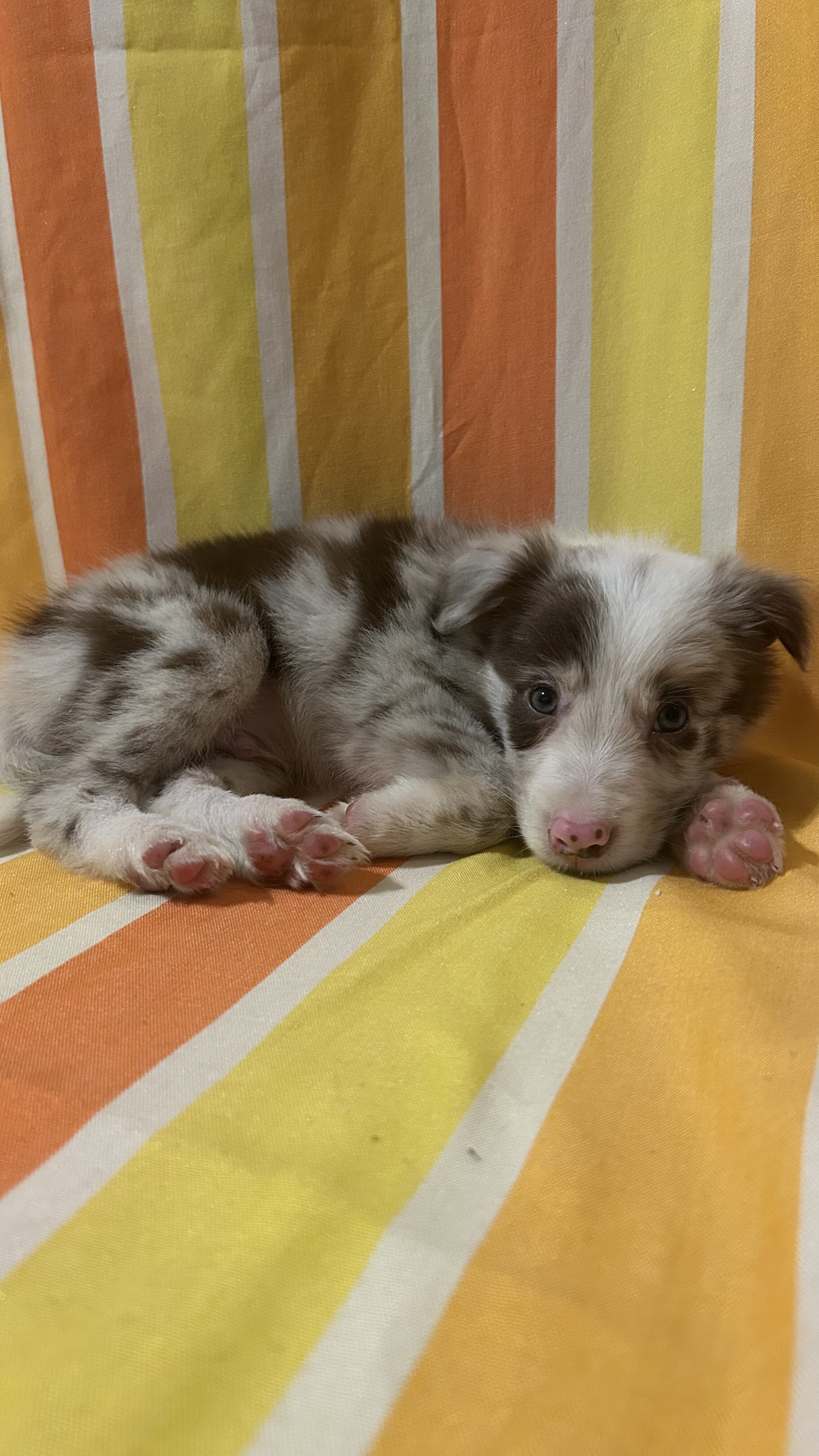 Registered border collie pups image 5
