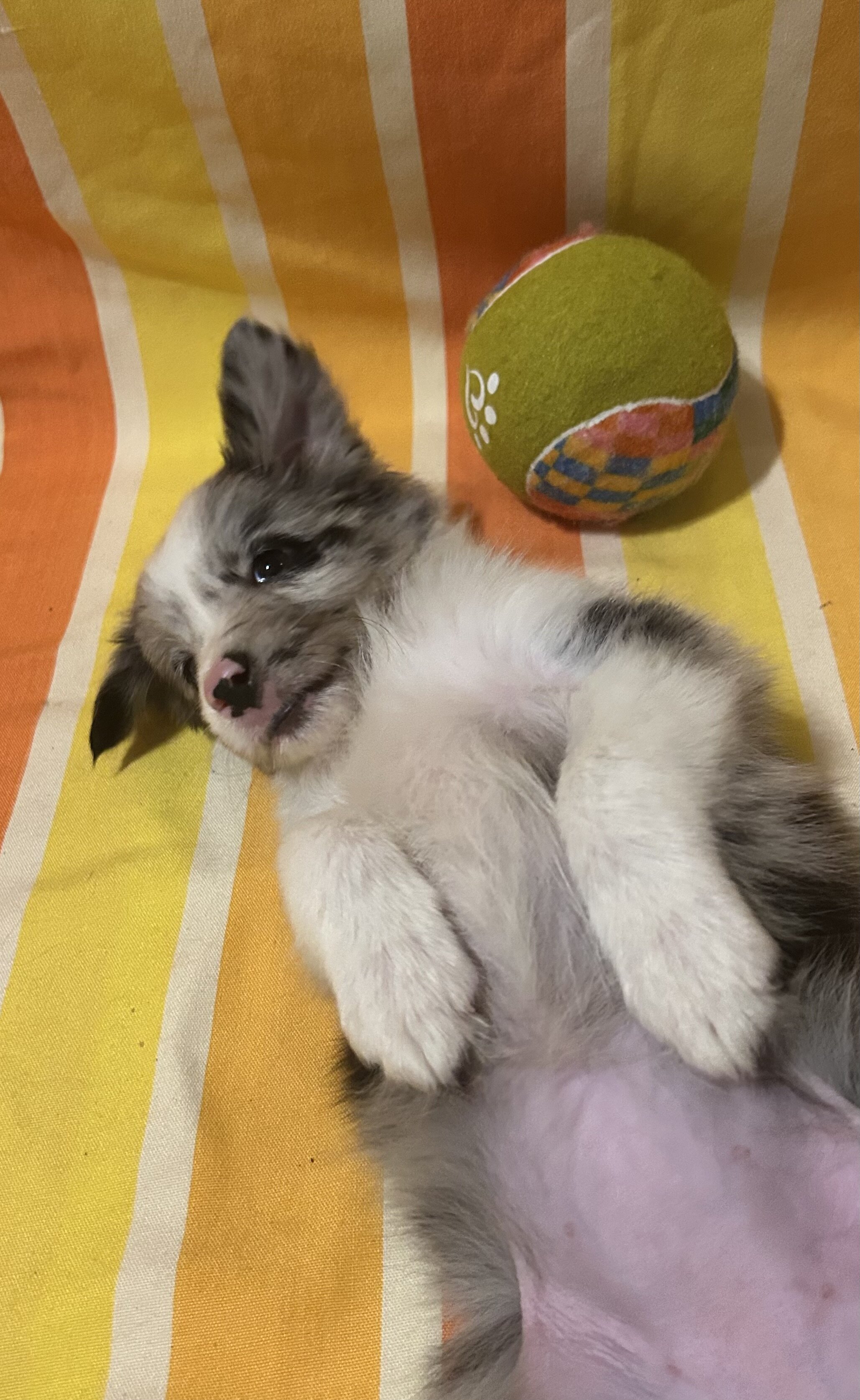 Registered border collie pups image 4