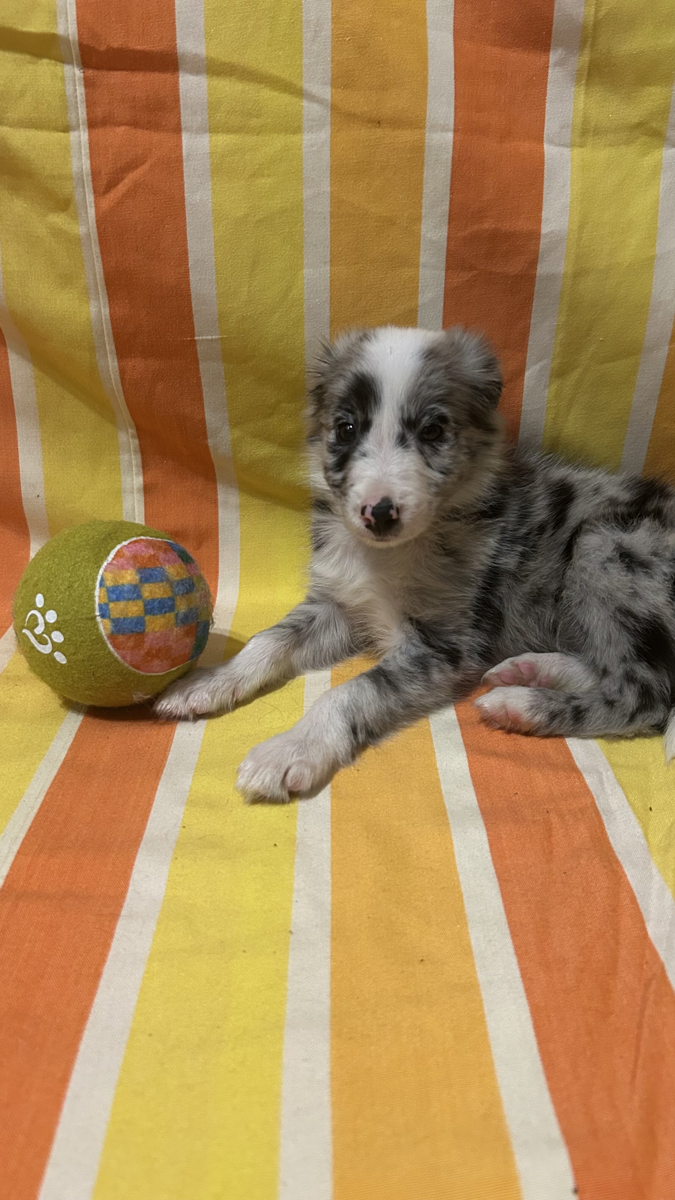 Registered border collie pups image 3