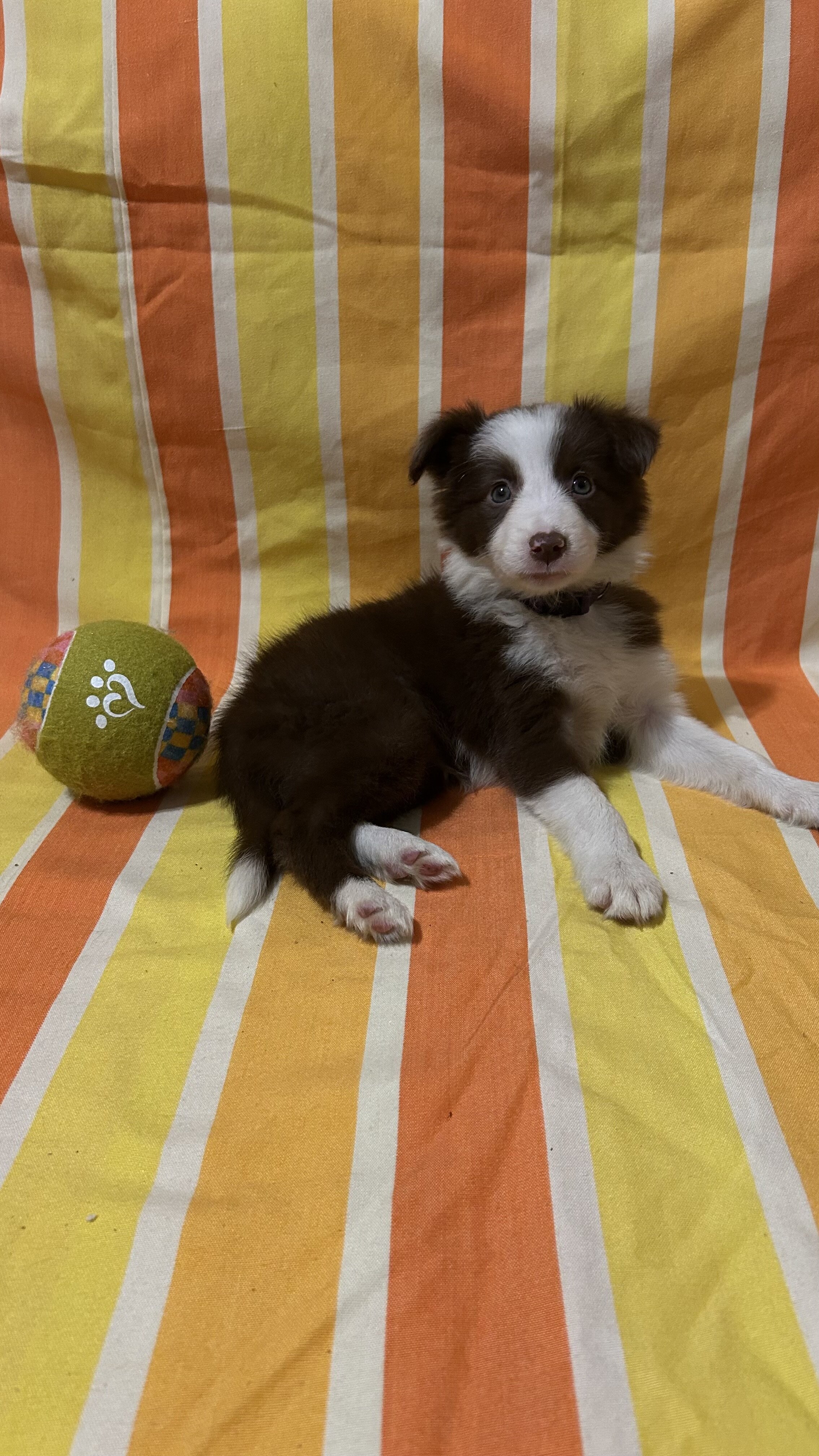 Registered border collie pups image 2