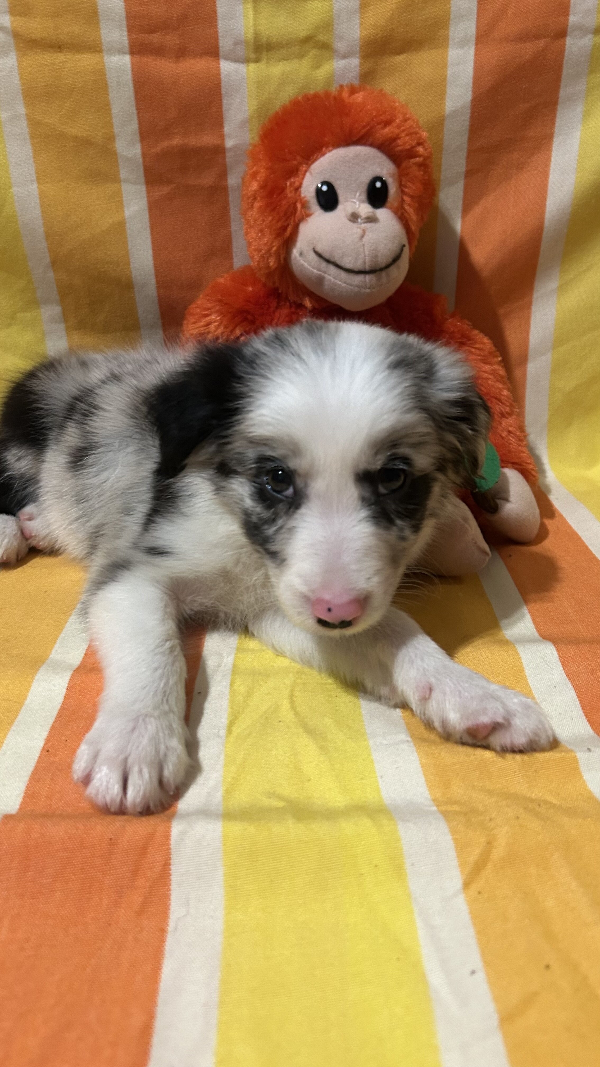 Registered border collie pups image 1