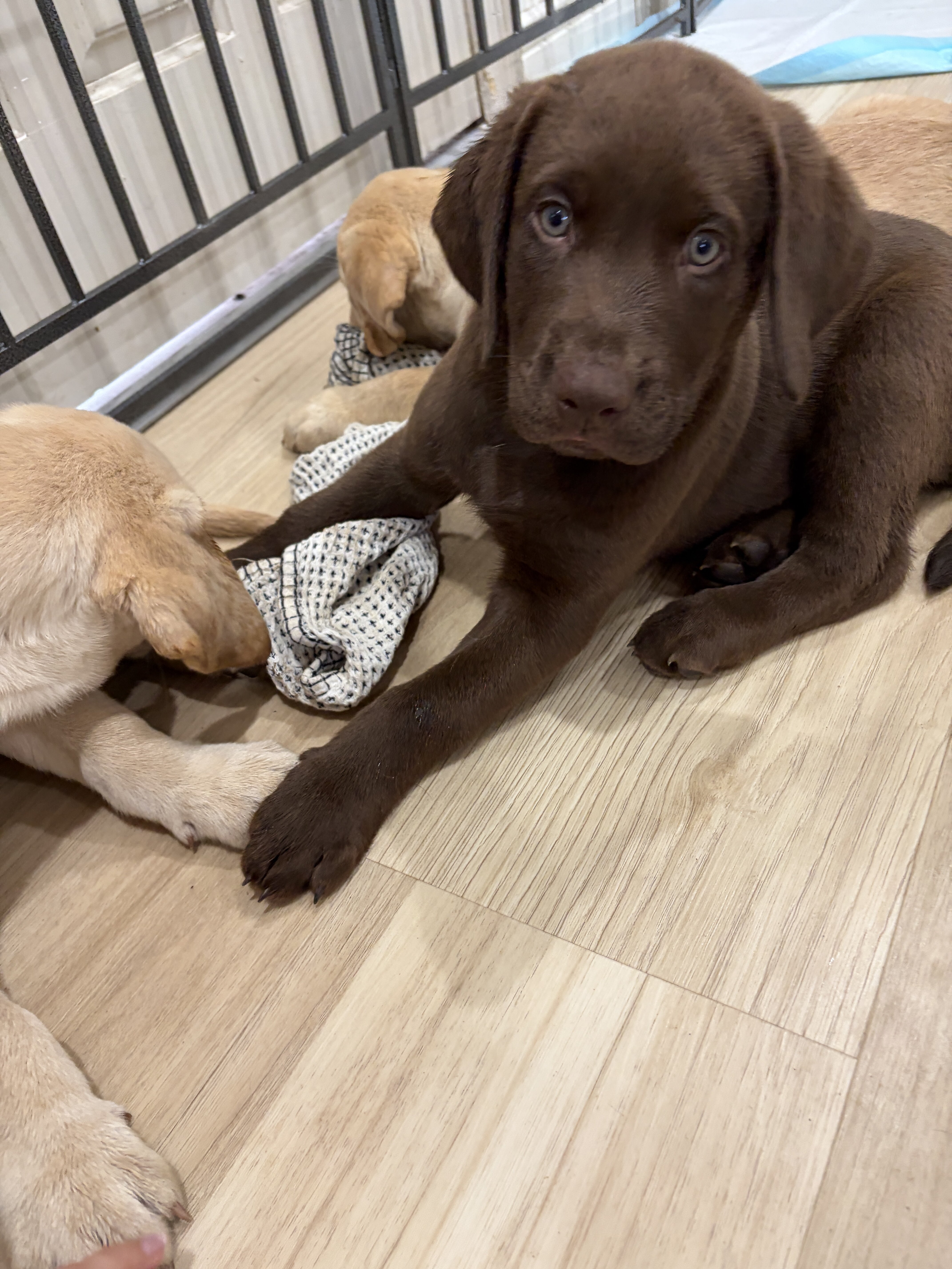 Chocolate and Yellow Labrador Retriever Puppies image 3