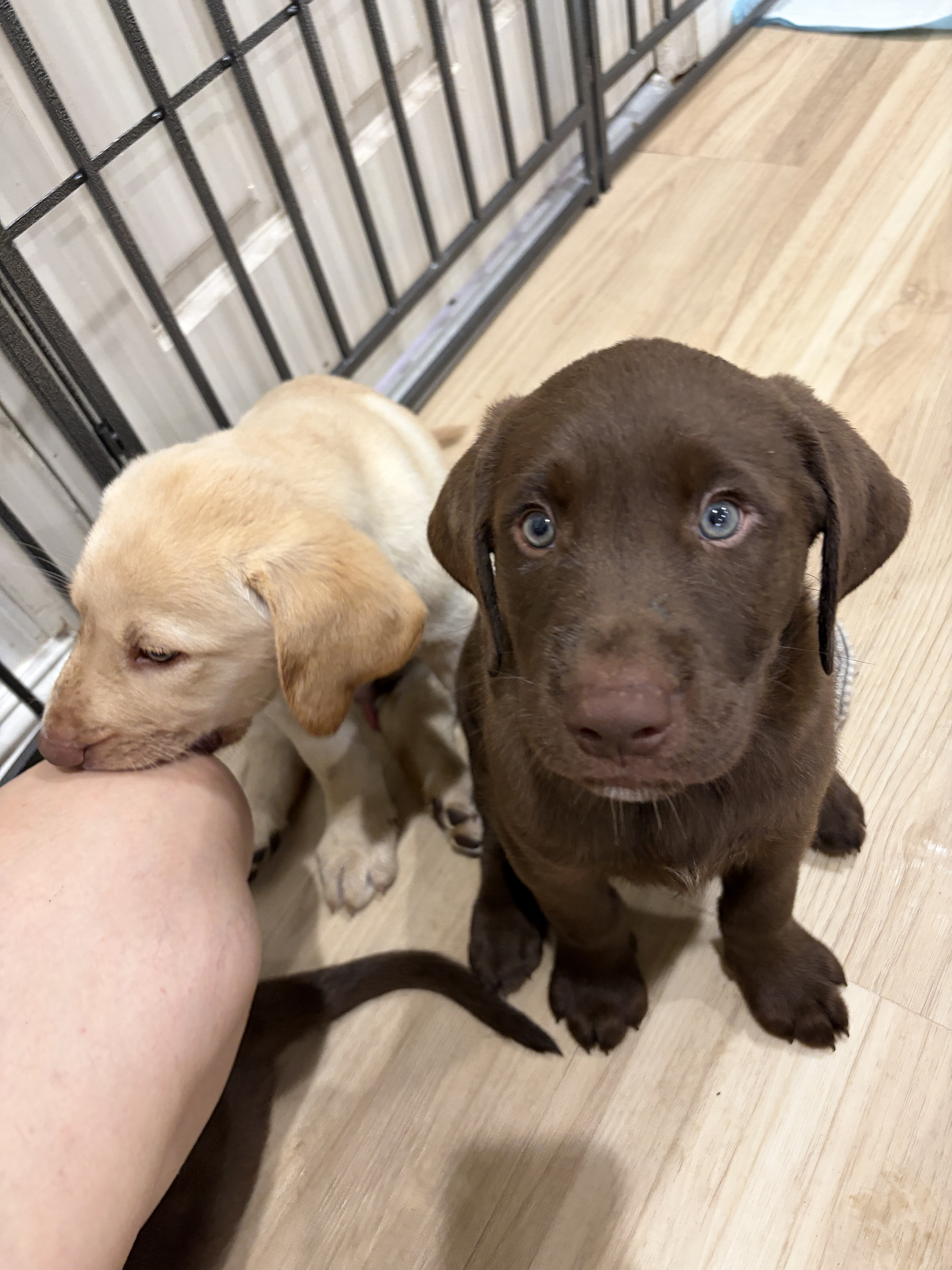 Chocolate and Yellow Labrador Retriever Puppies image 4