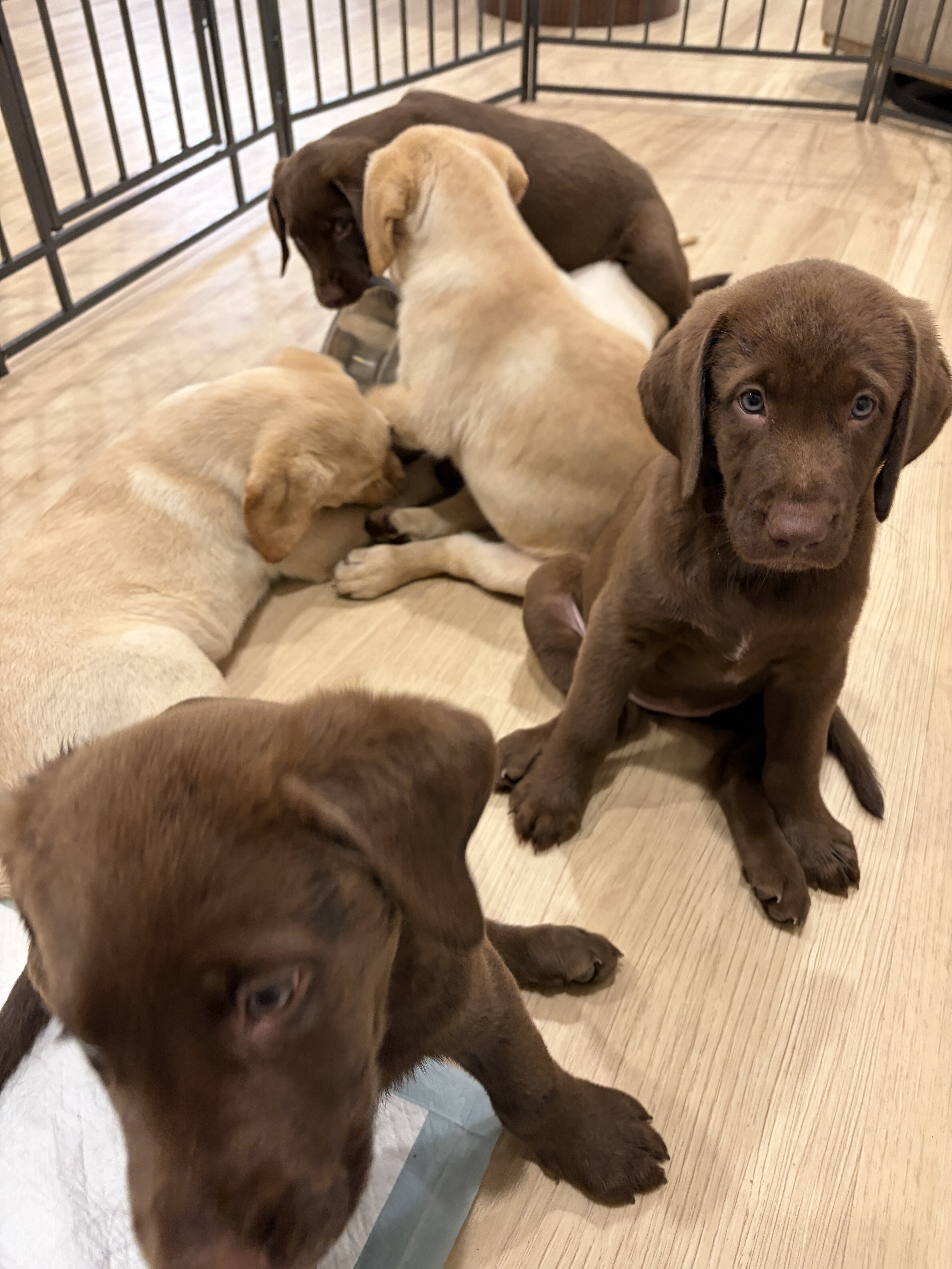 Chocolate and Yellow Labrador Retriever Puppies image 2