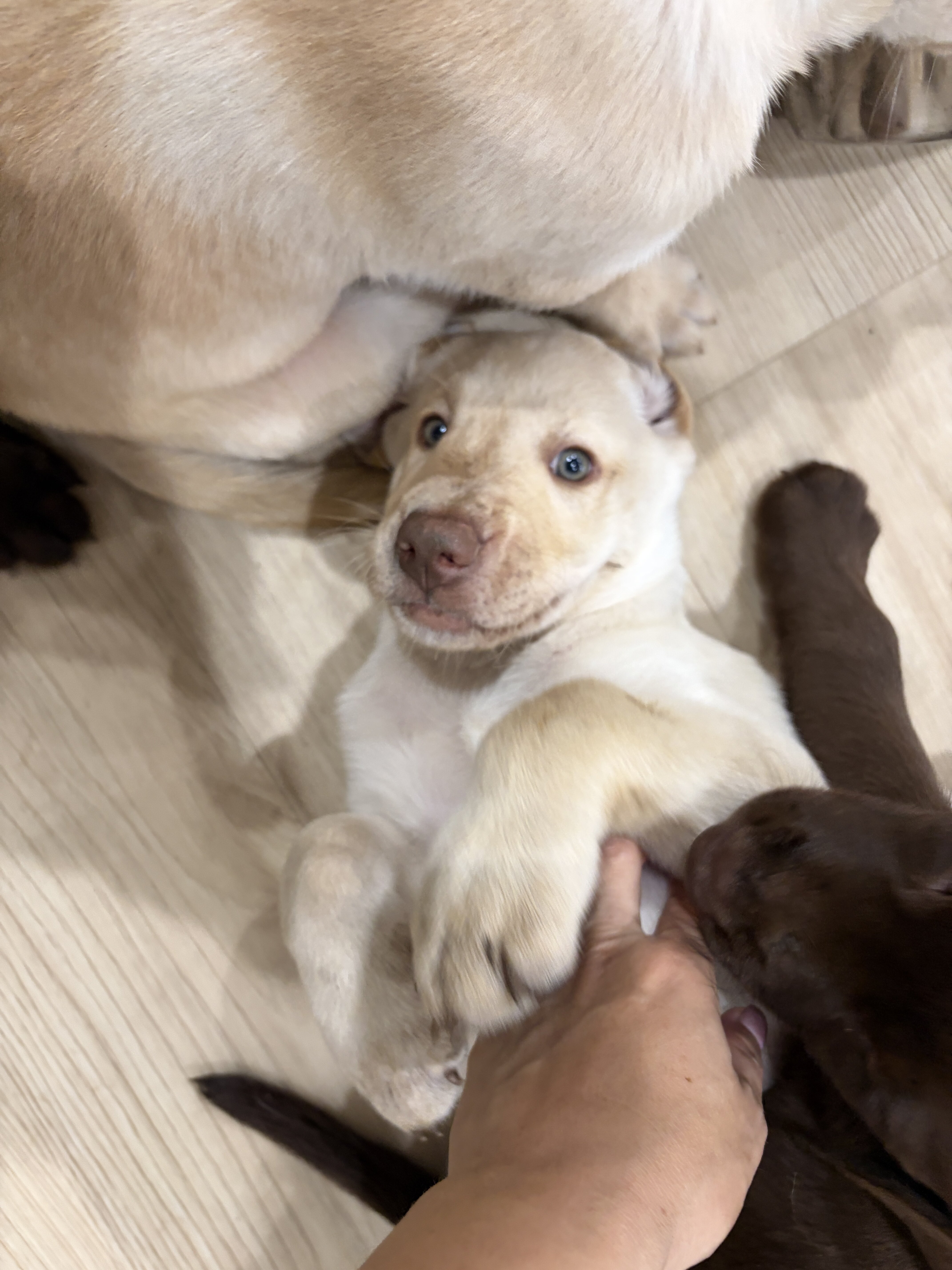 Chocolate and Yellow Labrador Retriever Puppies image 1