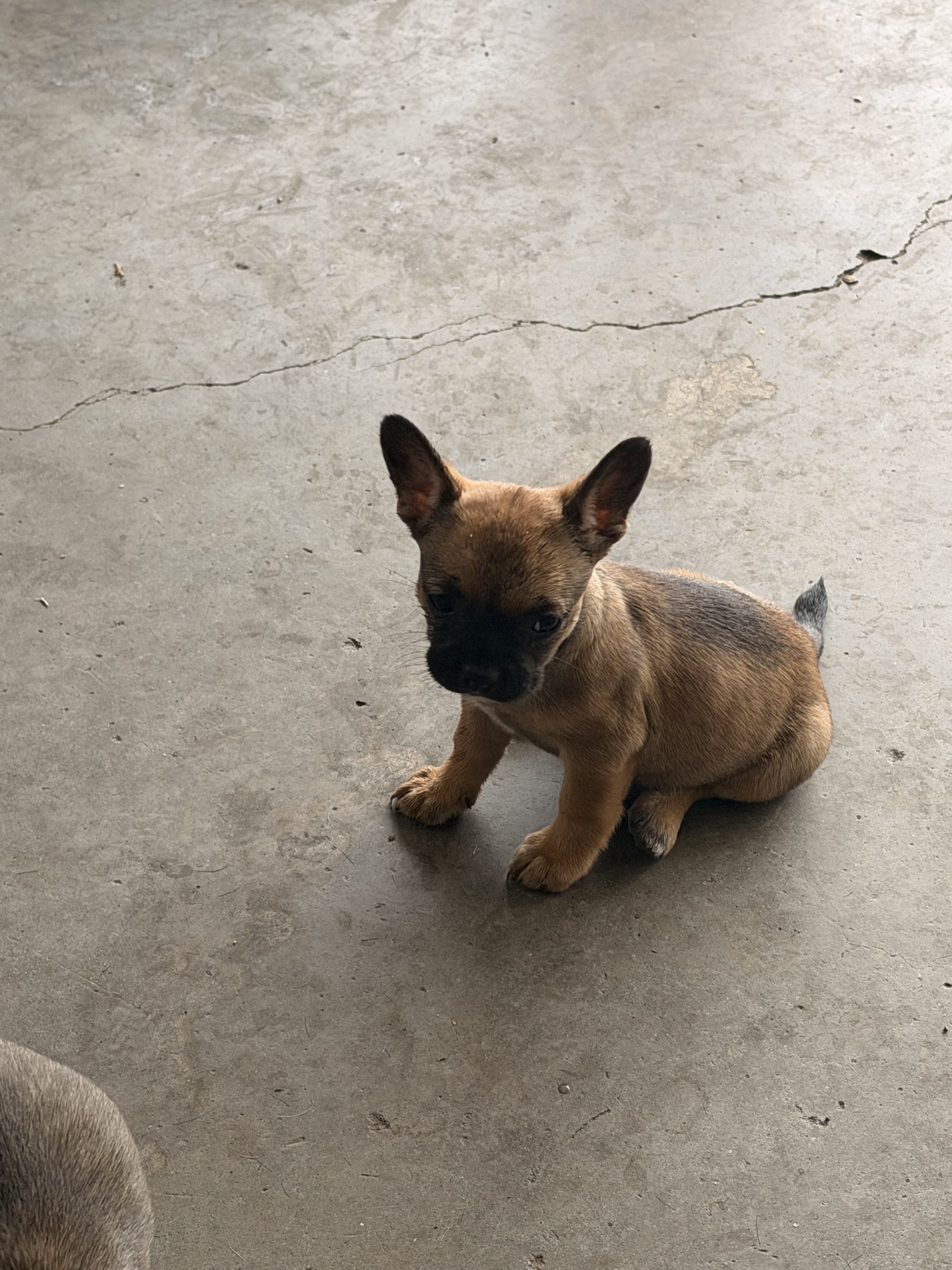 French bullhuahua puppies image 1