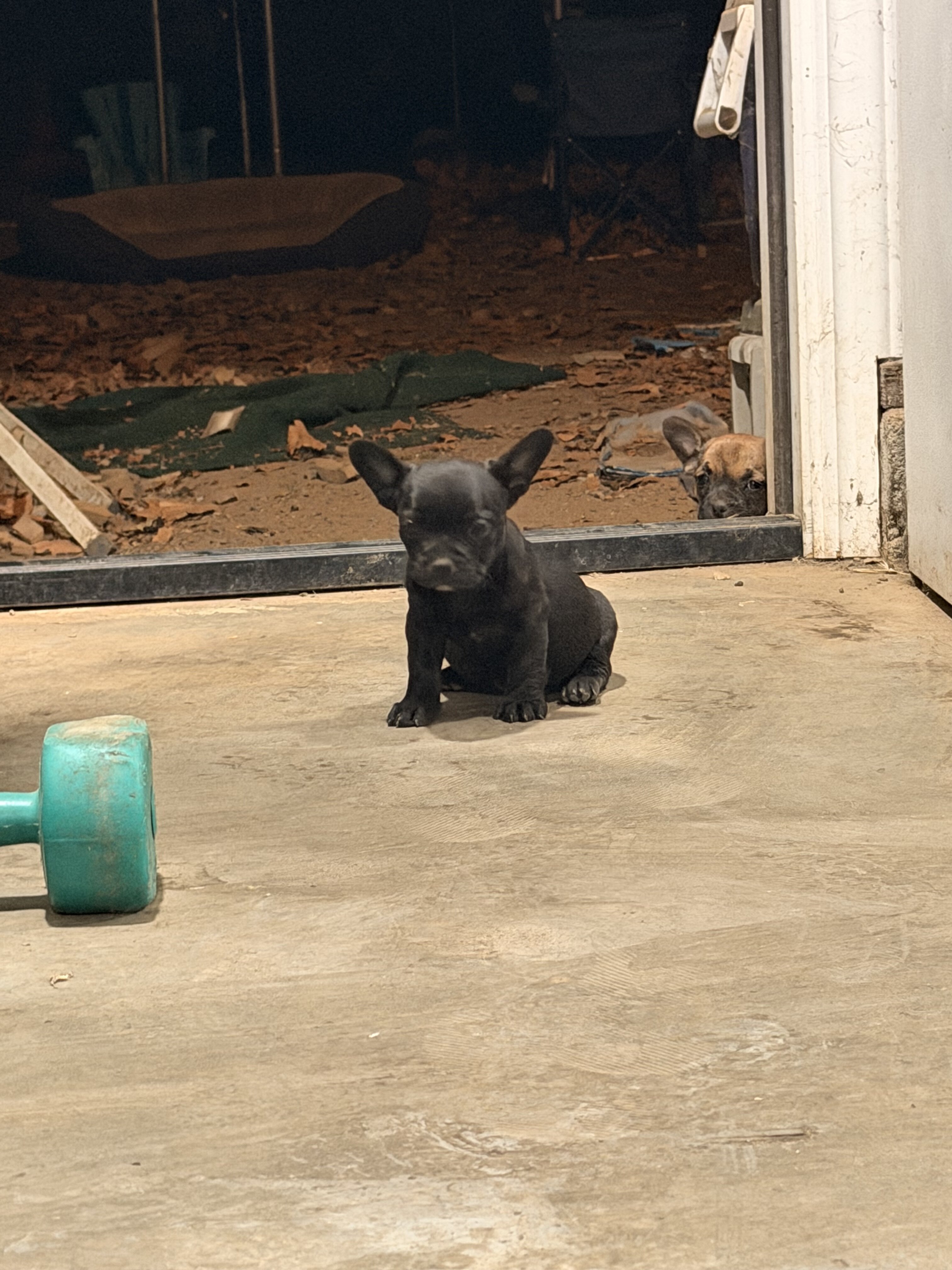 French bullhuahua puppies image 2