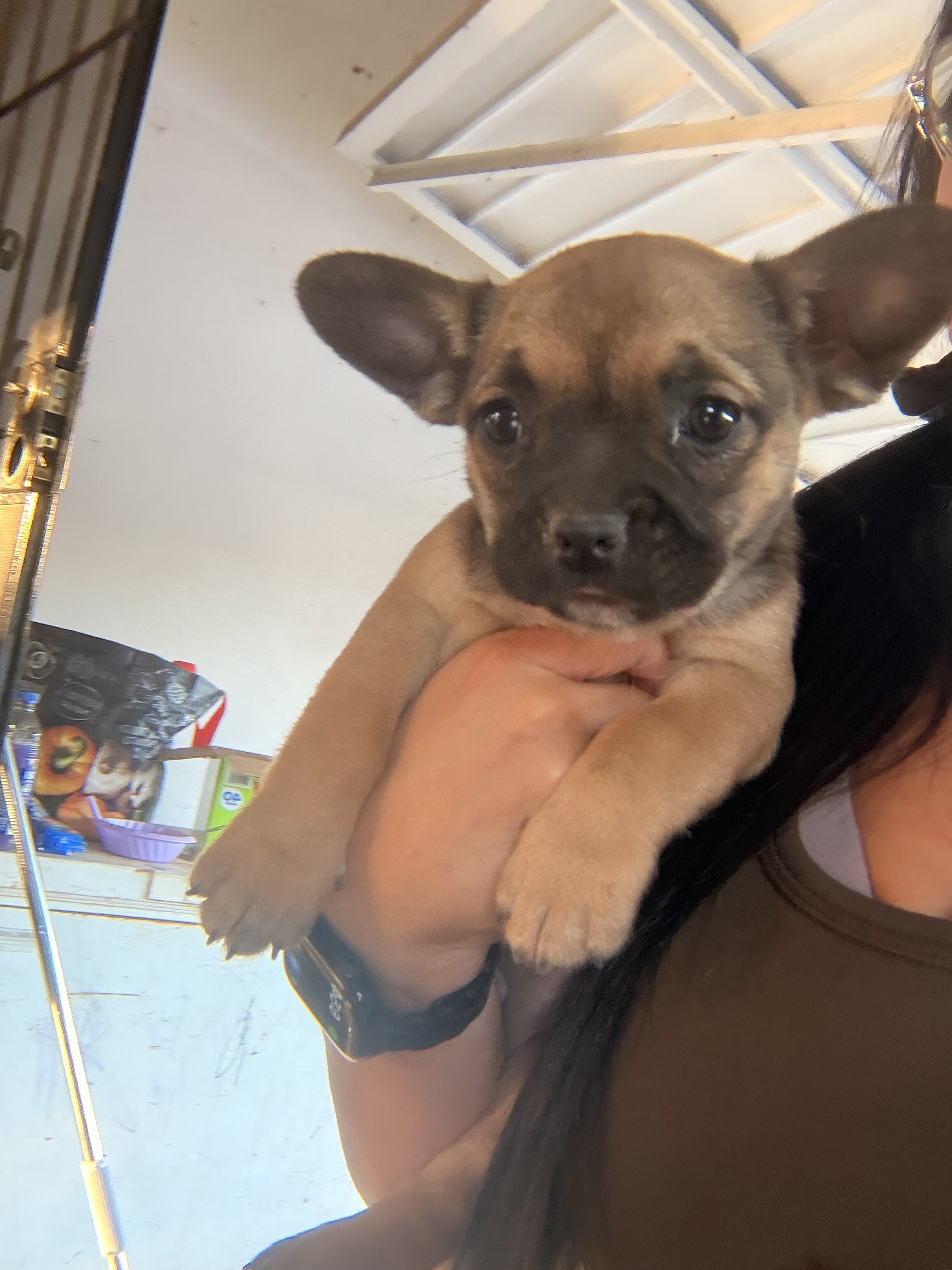 French bullhuahua puppies image 3
