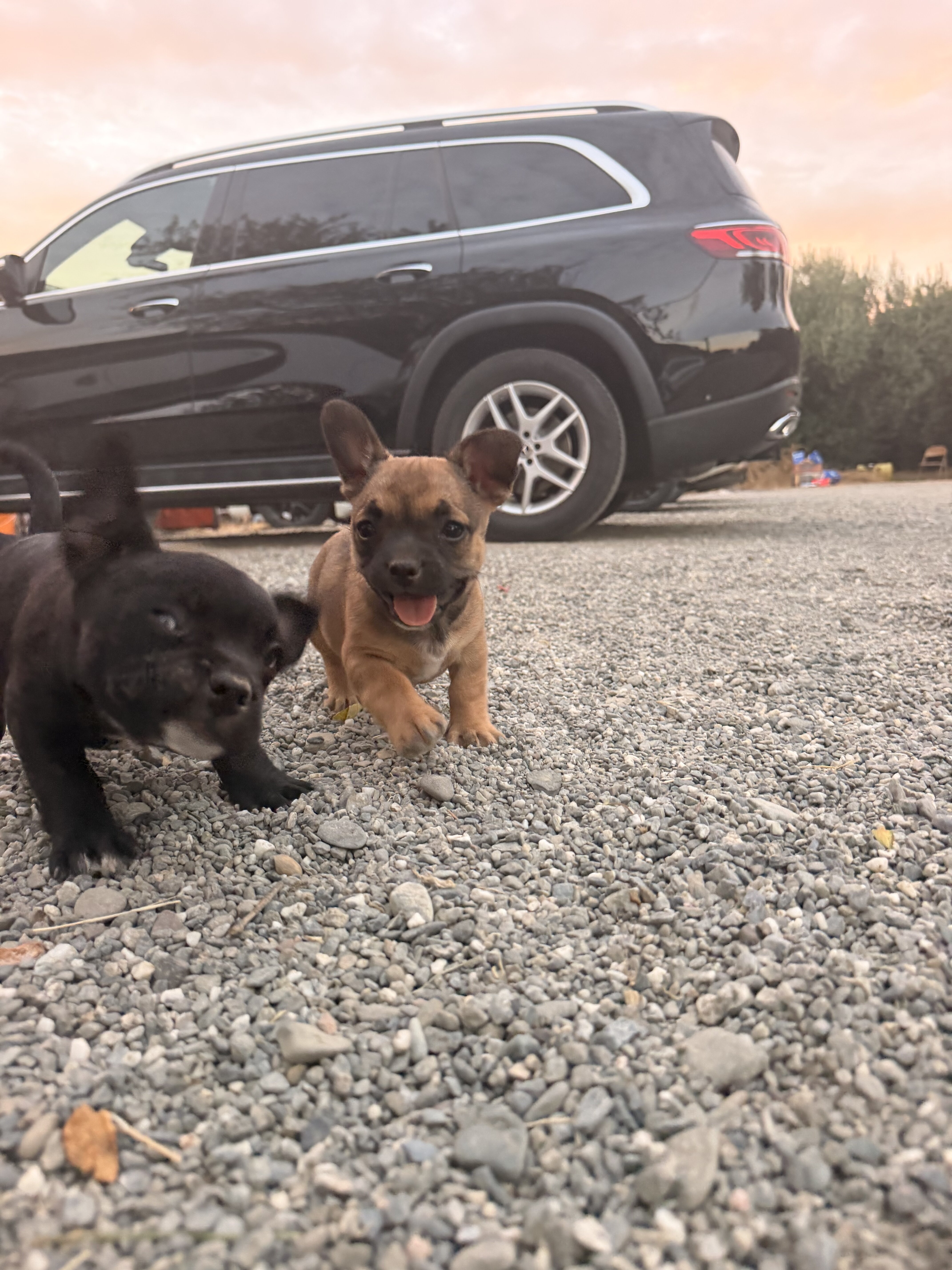 French bullhuahua puppies image 4